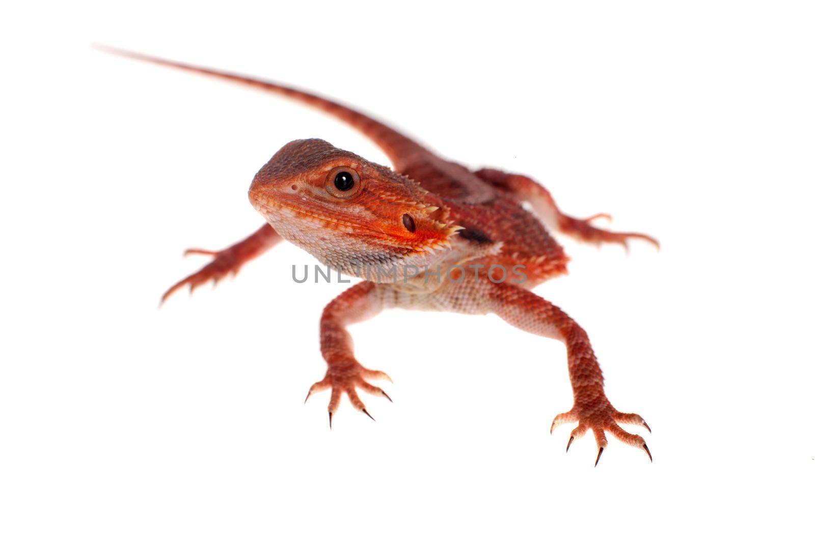 Red Bearded dragon, Pogona vitticeps, on white by RosaJay