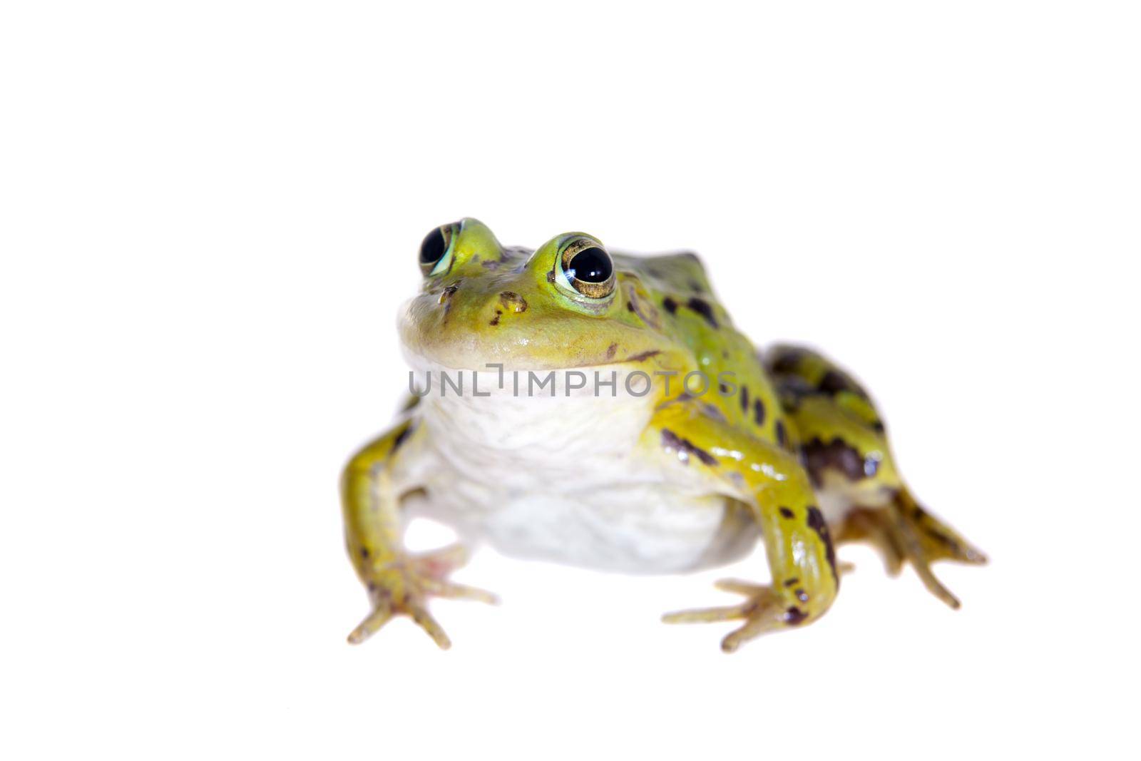 Green Pool Frog on white, Pelophylax lessonae by RosaJay