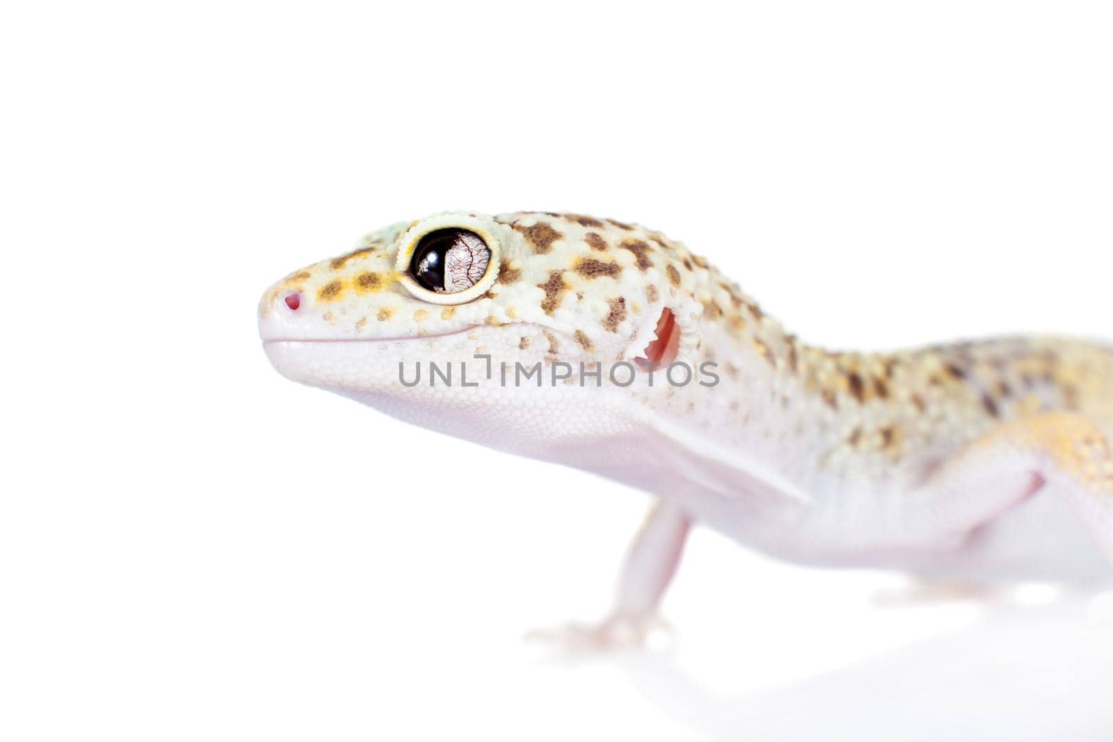 Cute Leopard Gecko on a white background by RosaJay