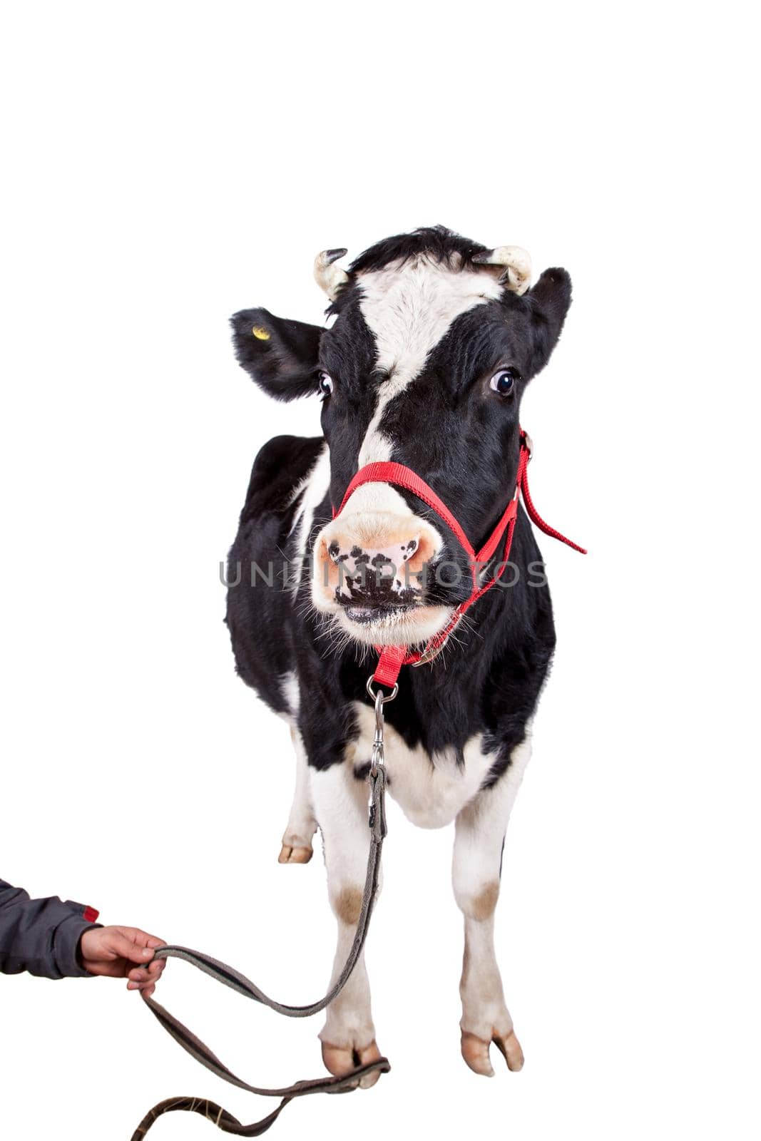 Scared Black and white cow Isolated On White background