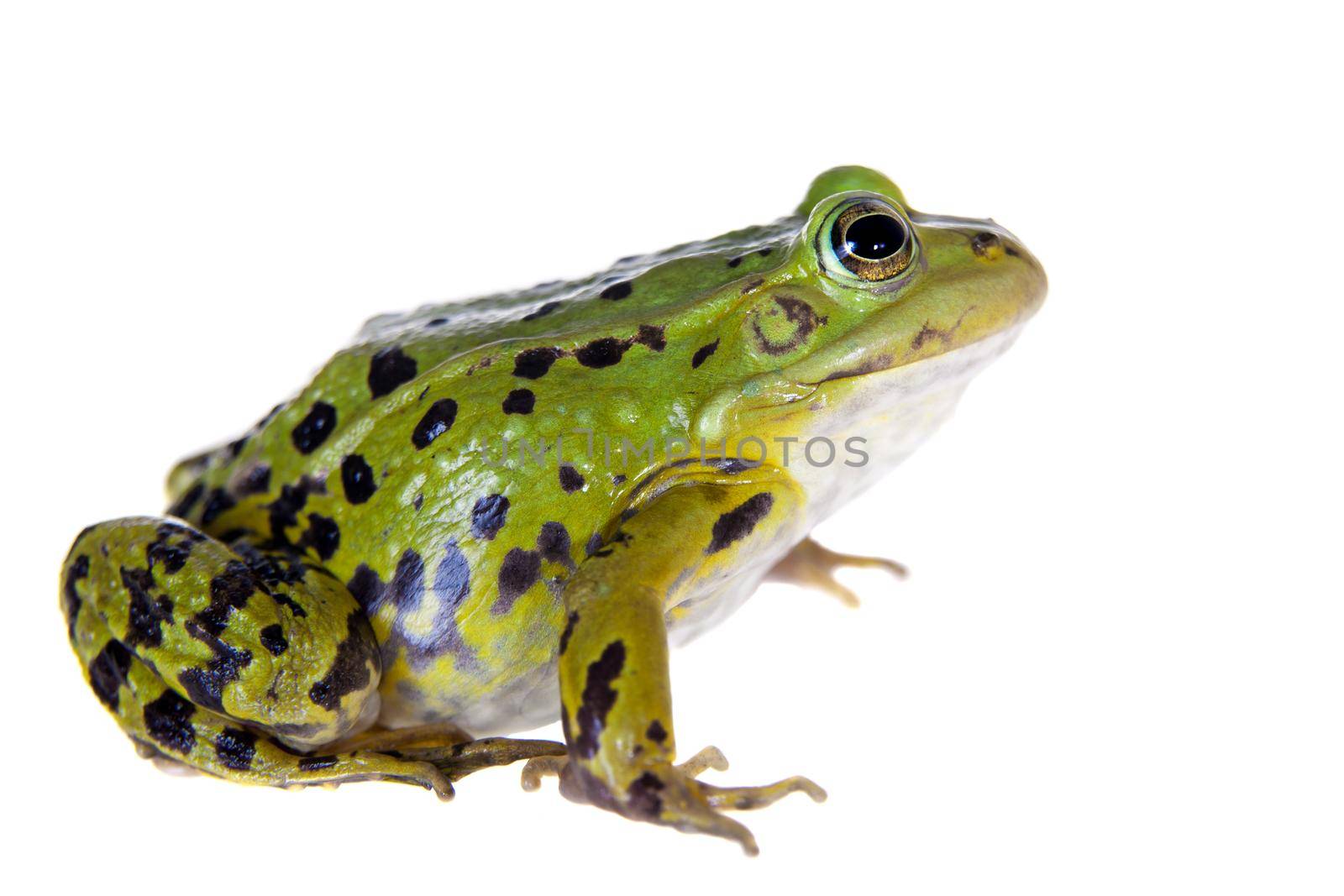 Pool frog isolated on white background, Pelophylax lessonae