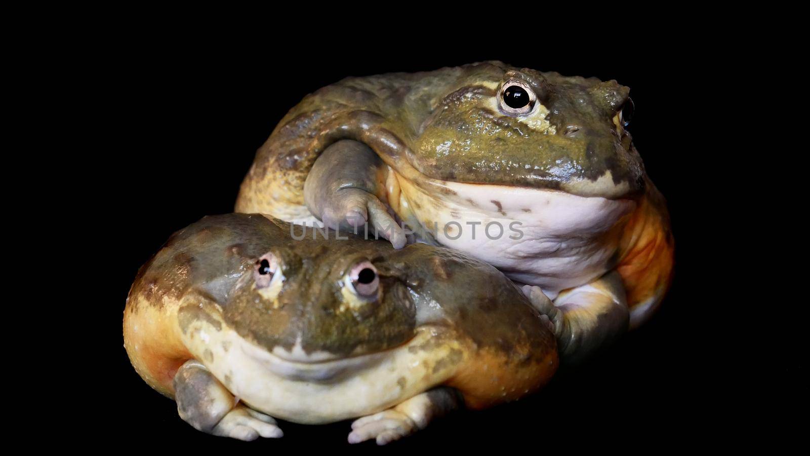 Couple of African bullfrogs on black background by RosaJay