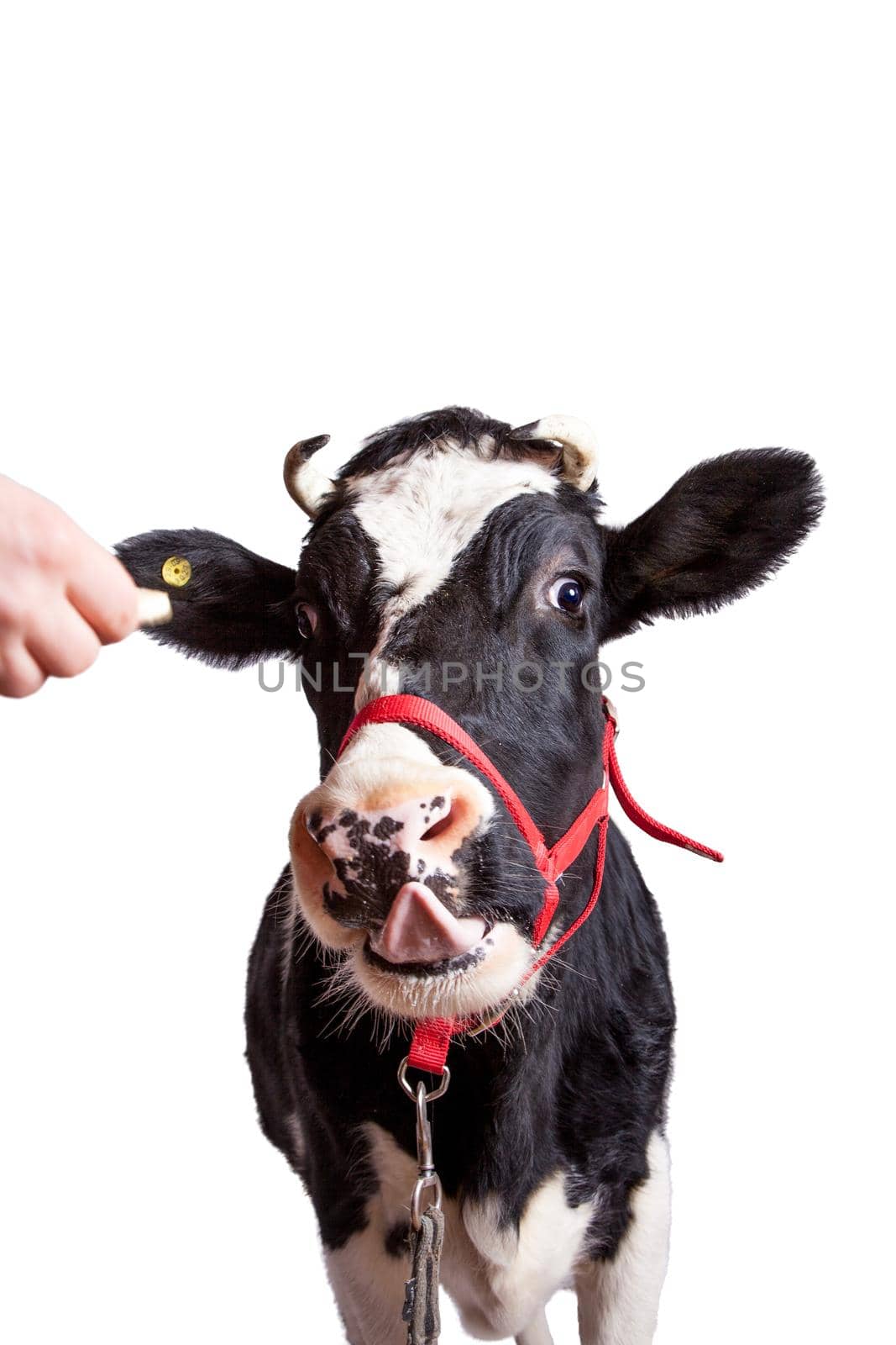 Scared Black and white cow Isolated On White background