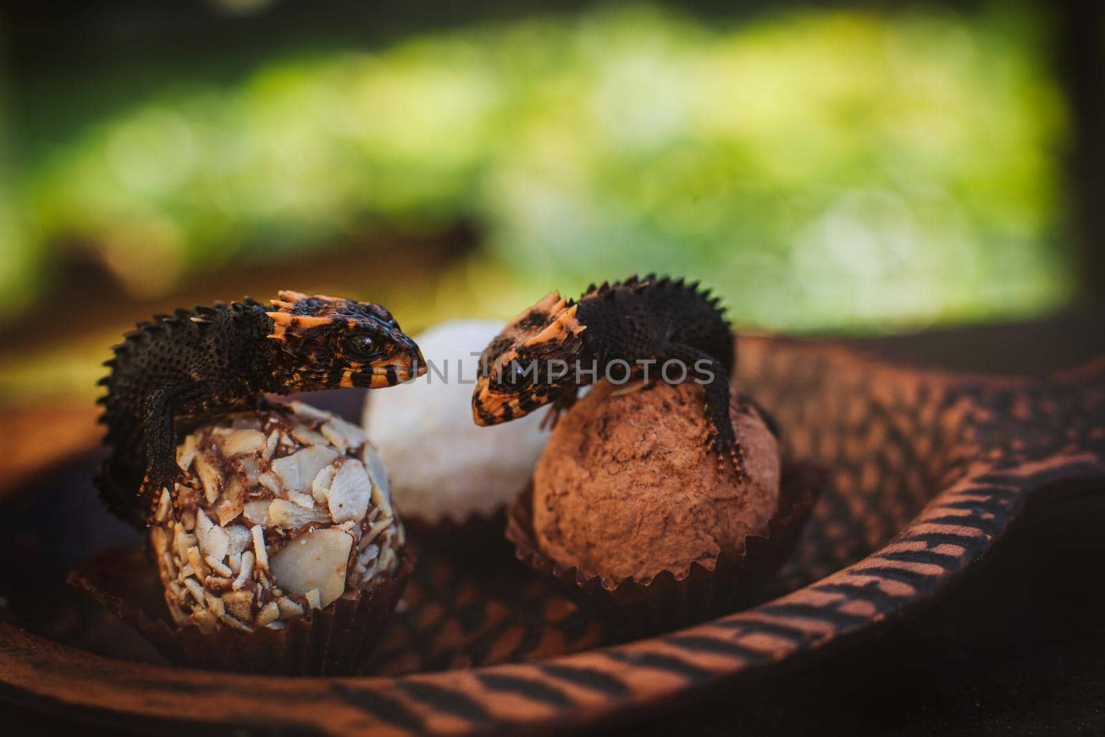 Red-eyed crocodile skinks, tribolonotus gracilis, in the garden on truffle candies