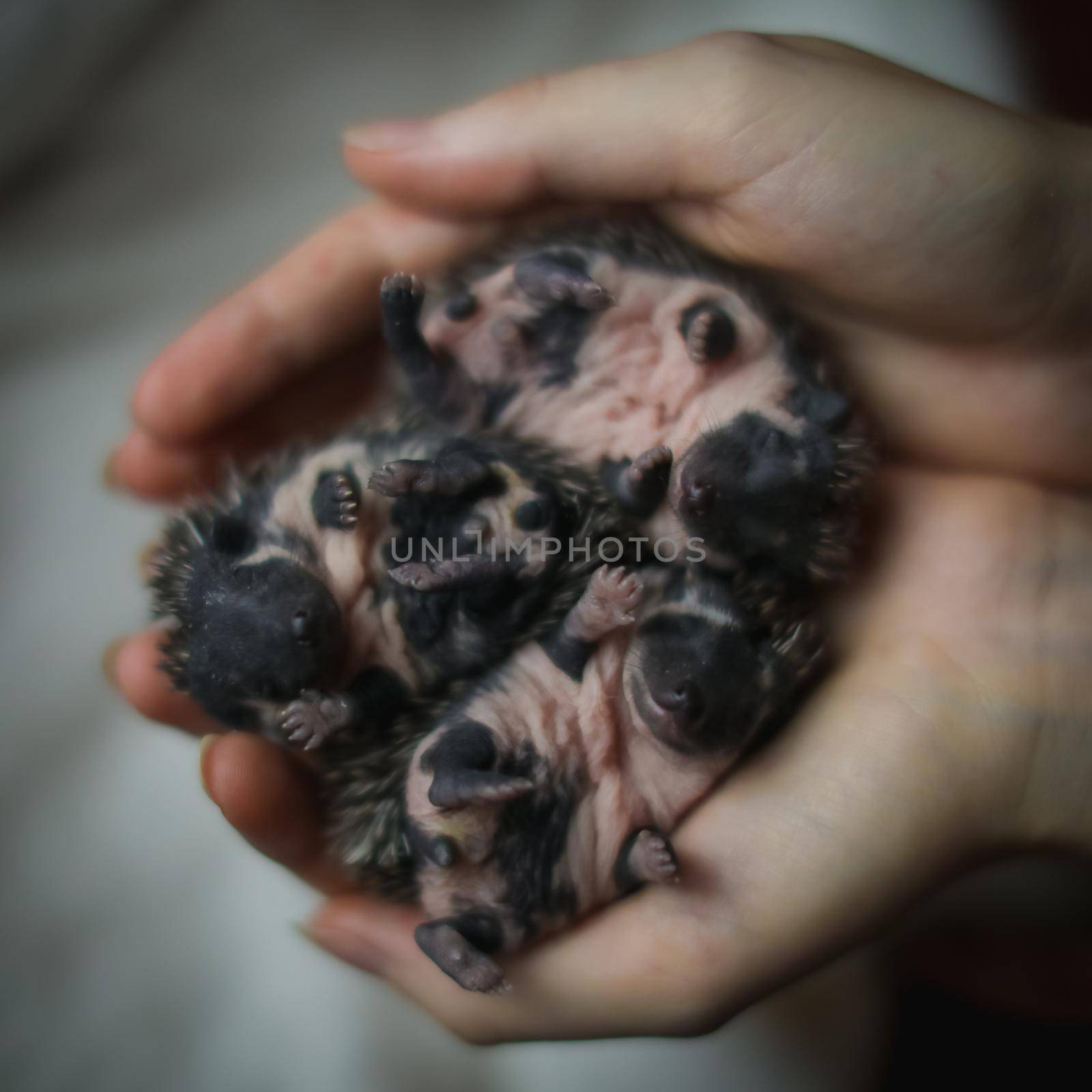 Domesticated hedgehog babies or African pygmy hedgehog in hands