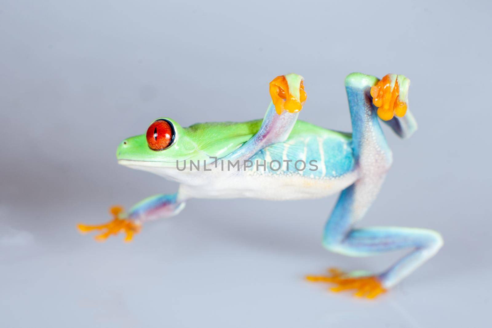 Beautiful red eyed tree frog on white background by RosaJay