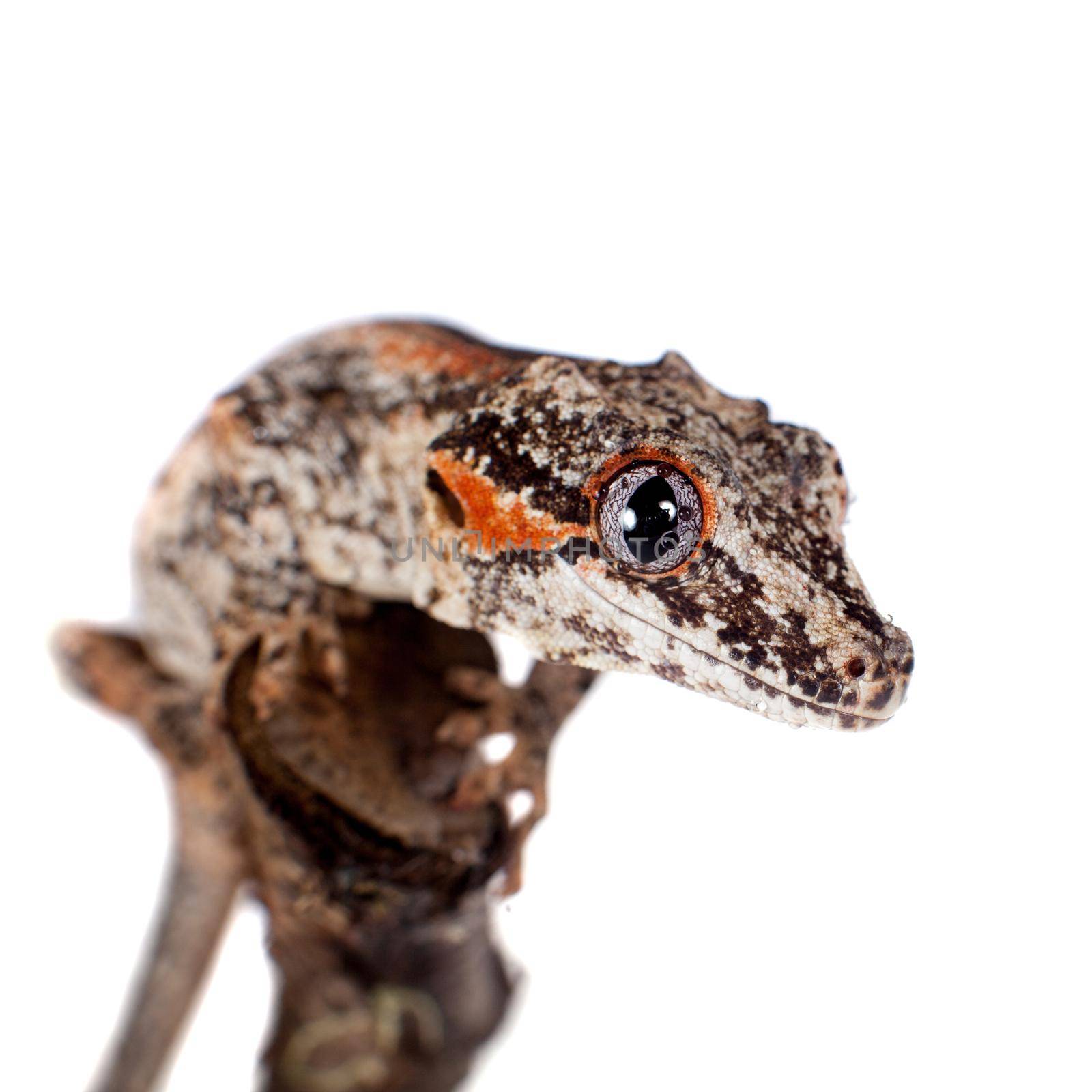 The gargoyle or New Caledonian bumpy gecko, Rhacodactylus auriculatus isolated on white