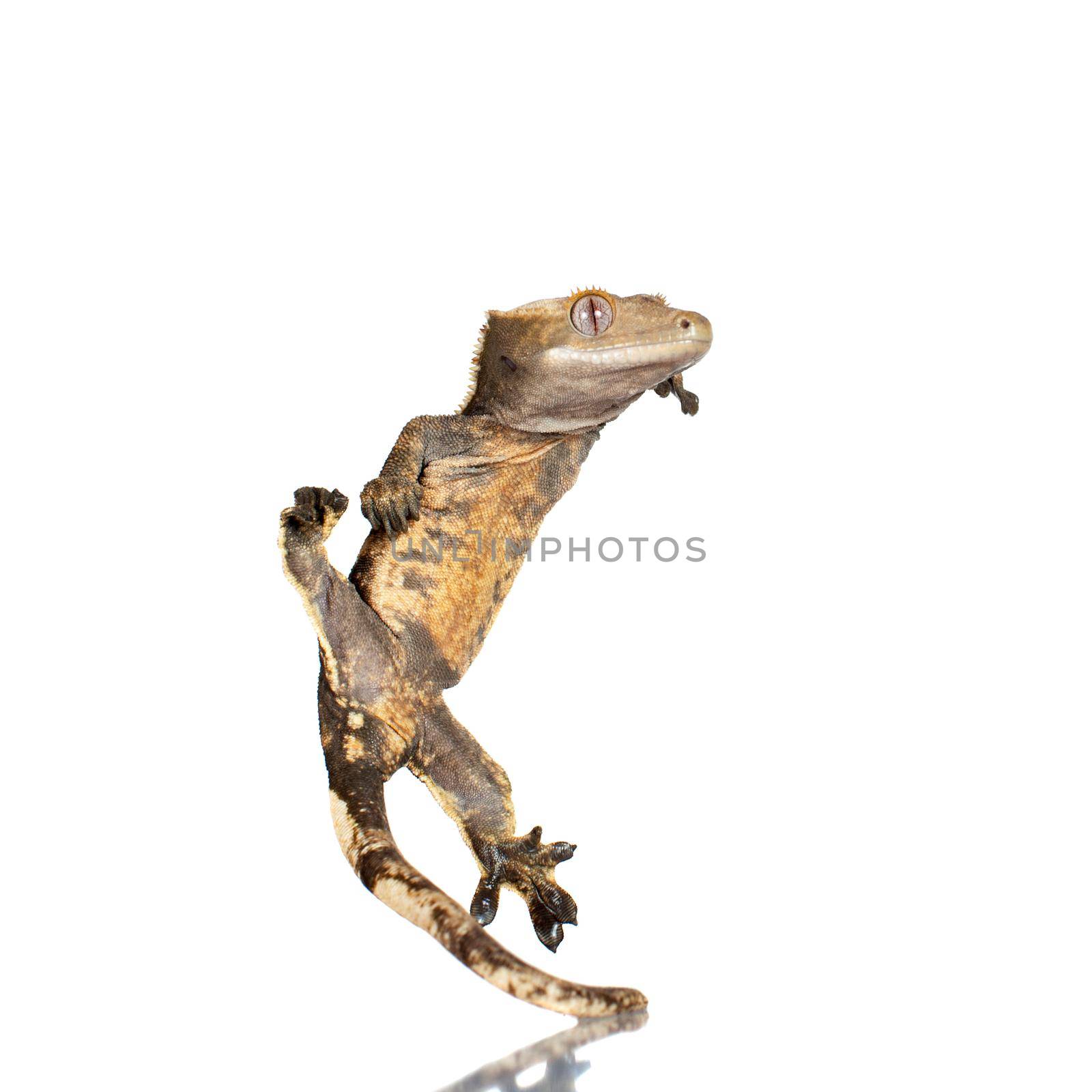 New Caledonian crested gecko, Rhacodactylus ciliatus, isolated on white