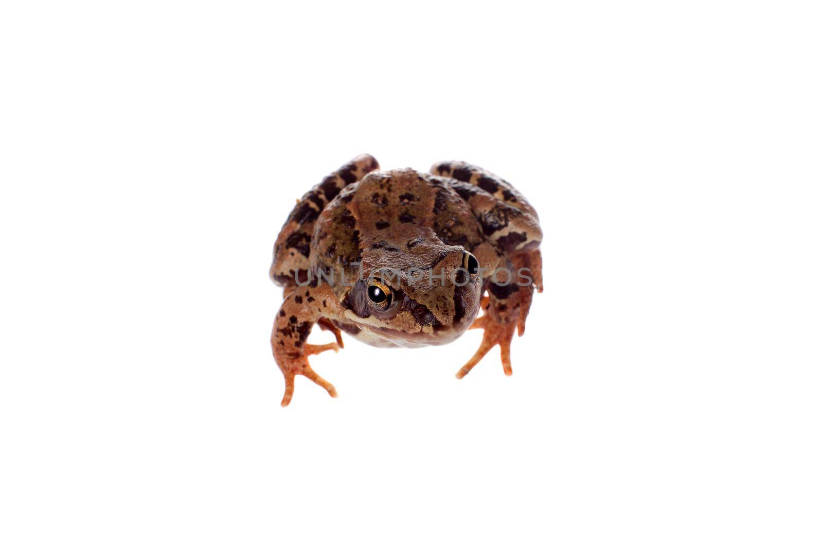 Common brown frog, rana temporaria, looking up at camera on white background with clipping path