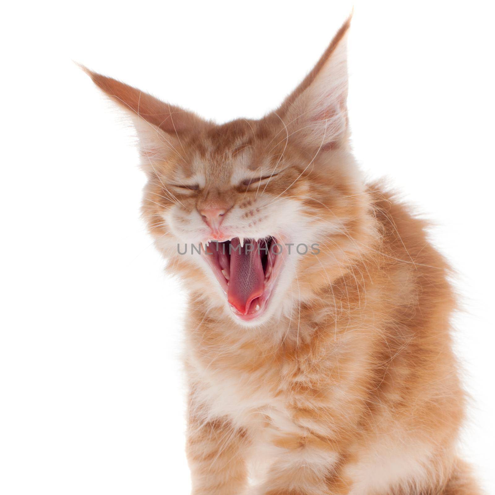 Red Maine Coon cat isoated on white by RosaJay