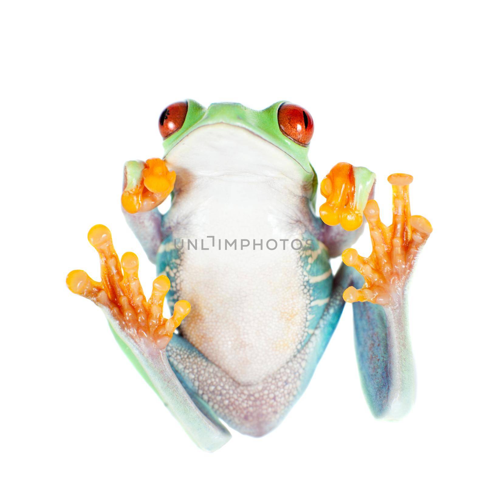 Beautiful red eyed tree frog on white background by RosaJay