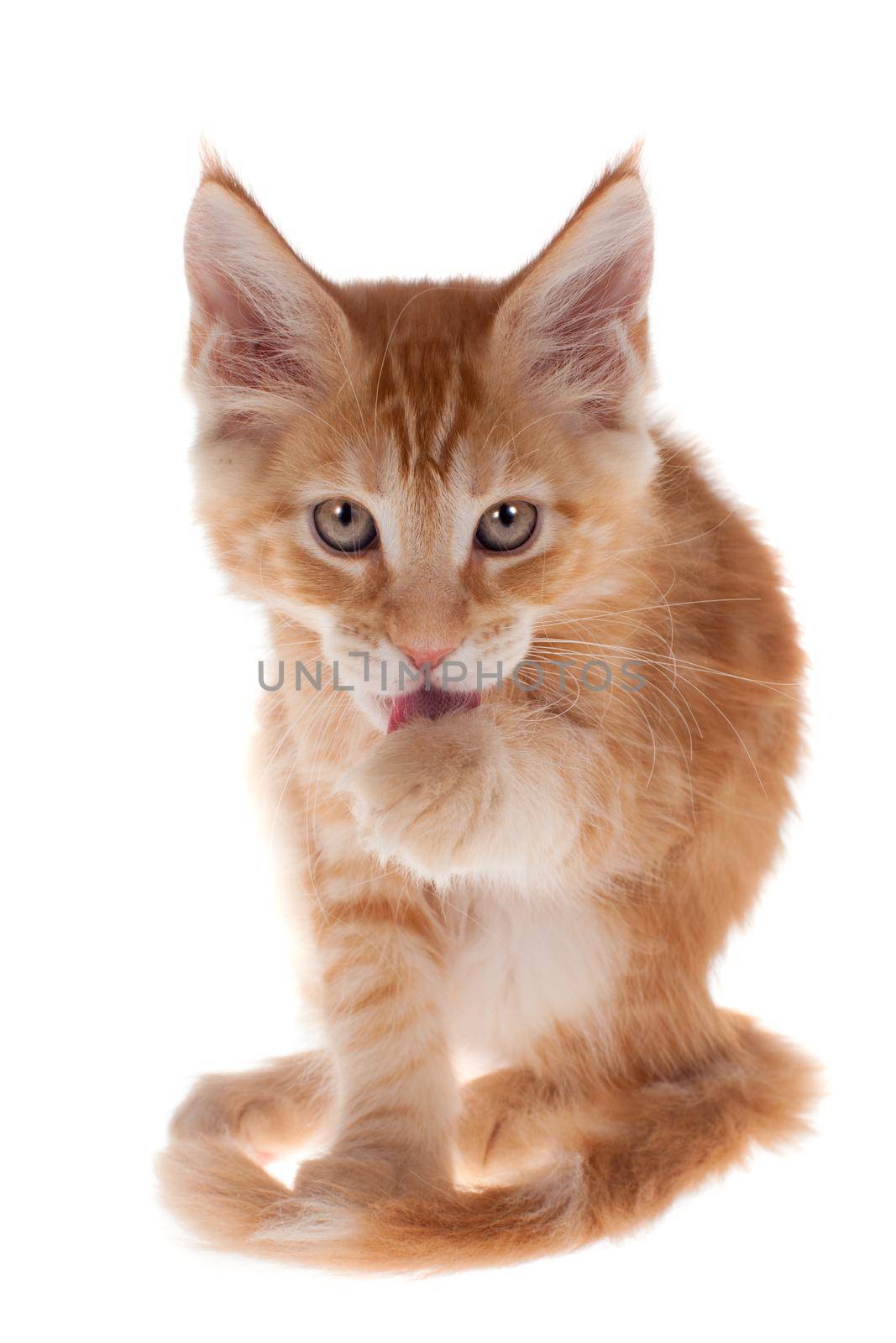 Red Maine Coon cat isoated on white by RosaJay