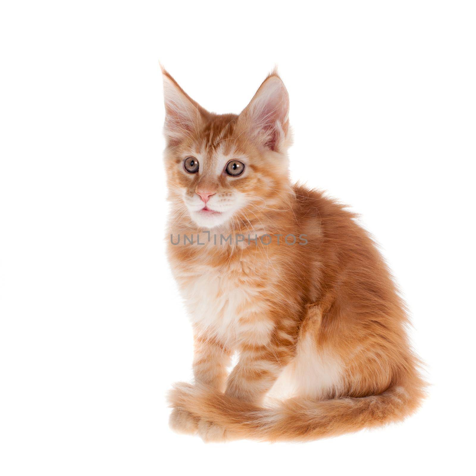 Red Maine Coon cat isolated on white background