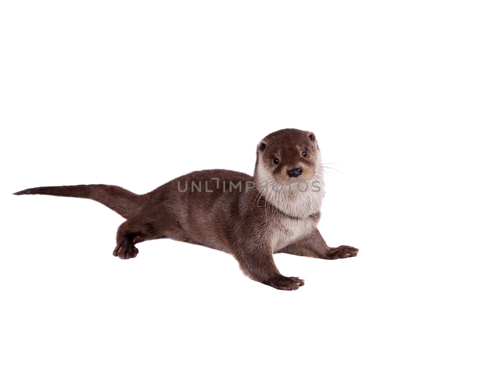 Eurasian river otter isolated on white background by RosaJay