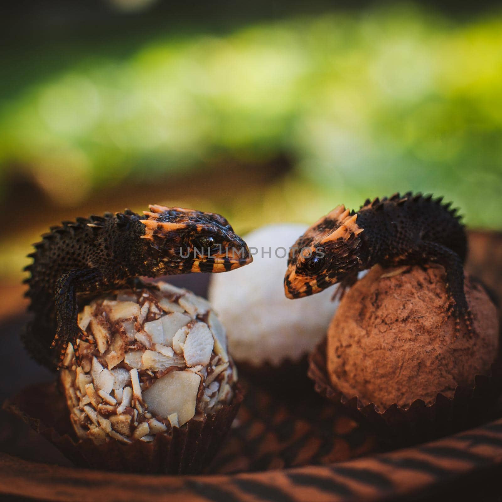 Red-eyed crocodile skinks, tribolonotus gracilis, on Truffles by RosaJay