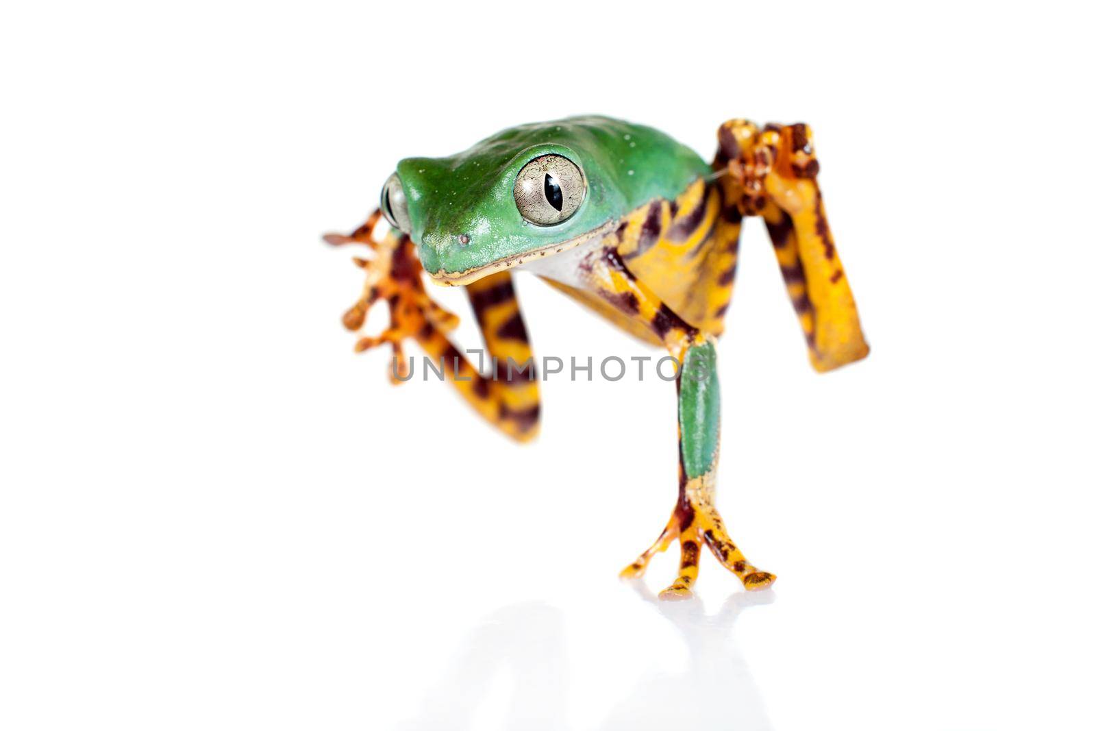 Beautiful barred leaf frog isolated on white by RosaJay