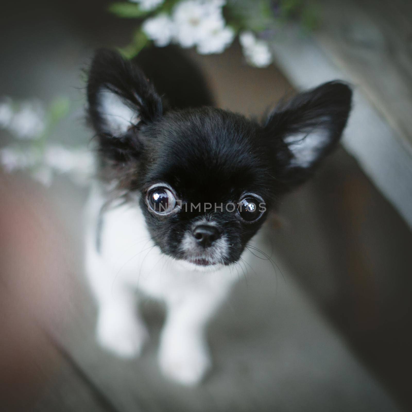 Pretty black and white Chihuahua puppy with flowers by RosaJay