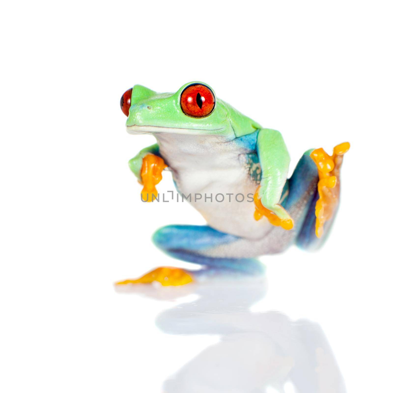 Beautiful red eyed tree frog on white background by RosaJay