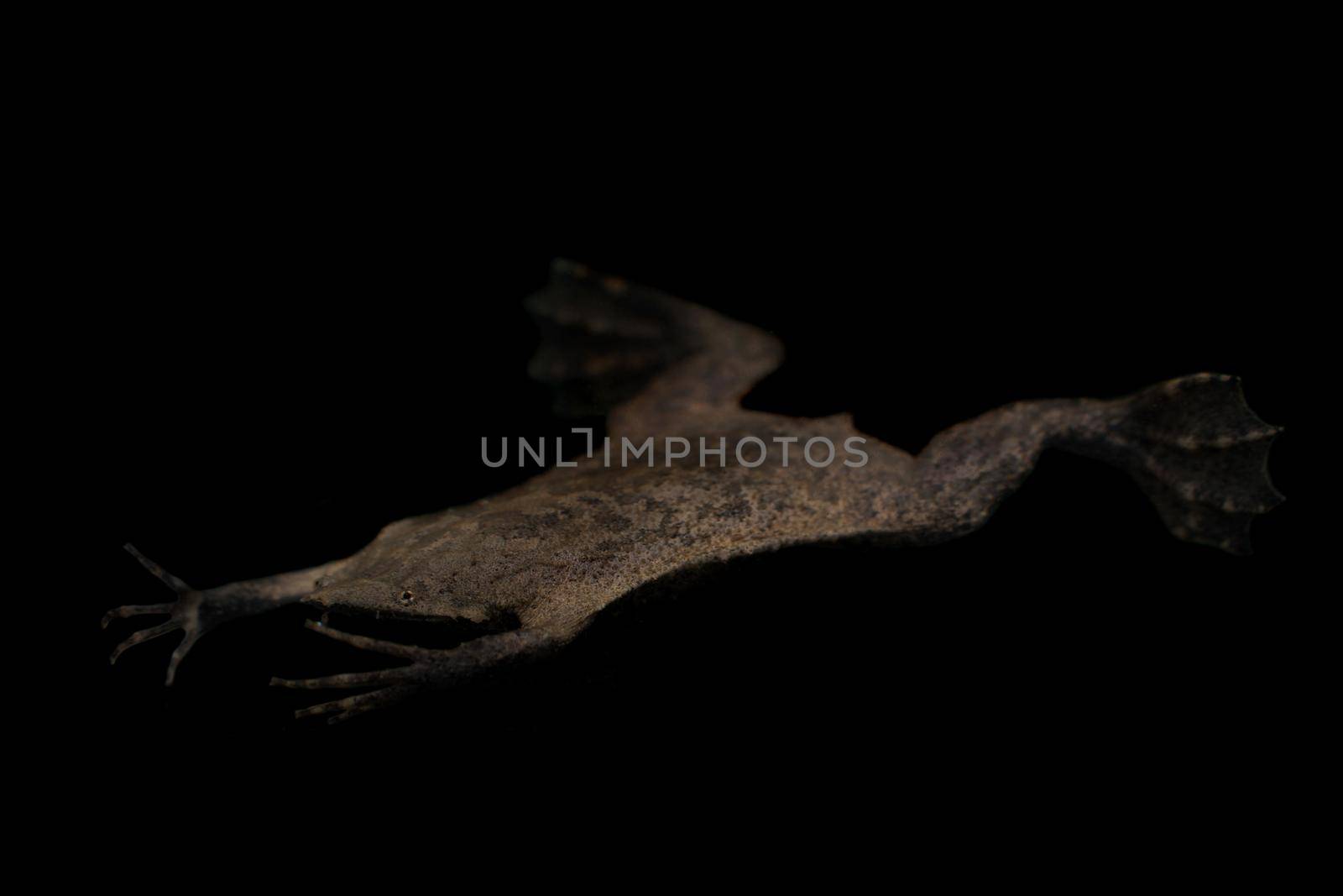 Carvalho's Surinam toad on white by RosaJay