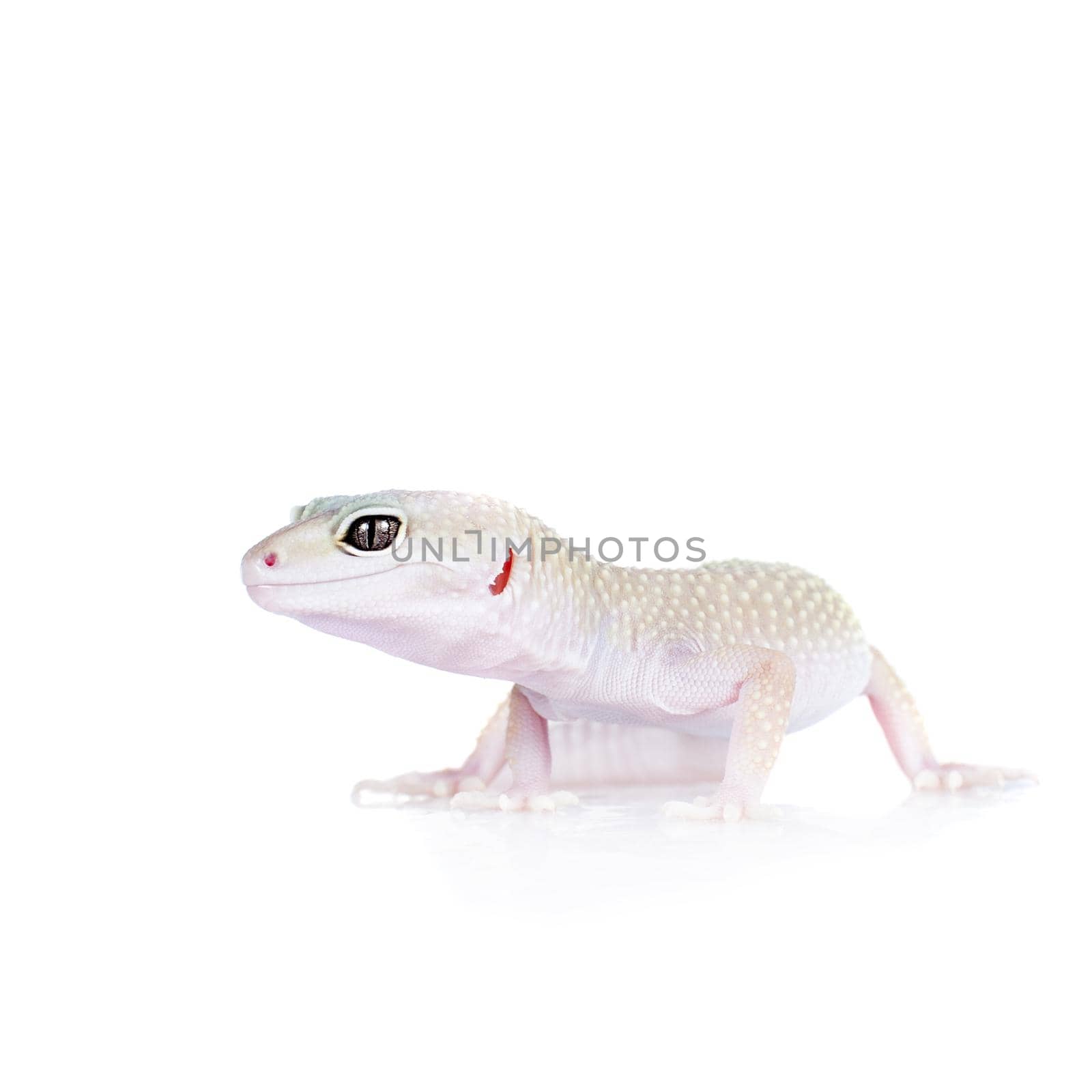 Cute Leopard Gecko on a white background by RosaJay