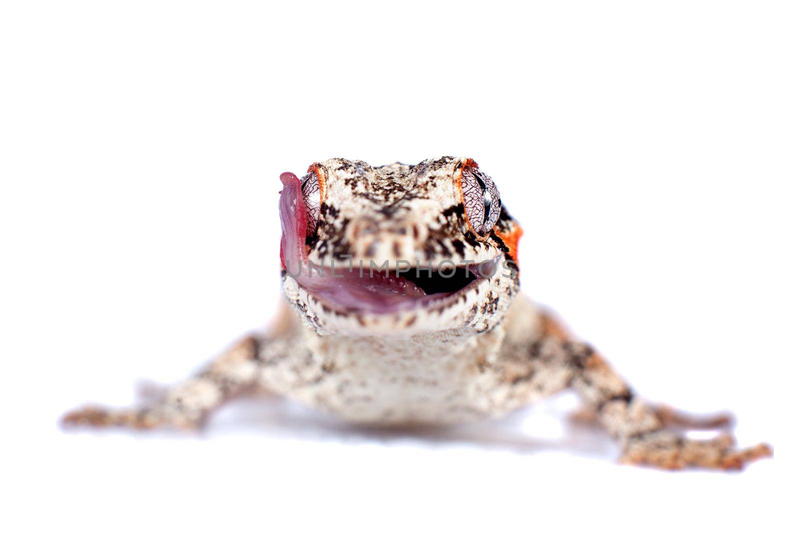 The gargoyle or New Caledonian bumpy gecko, Rhacodactylus auriculatus isolated on white