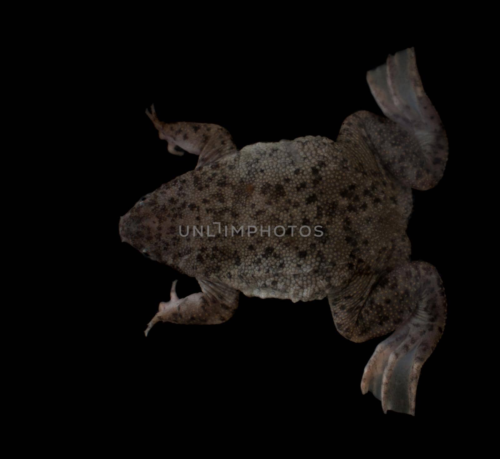 Parva's Venezuela toad, Pipa parva, isolated on white by RosaJay