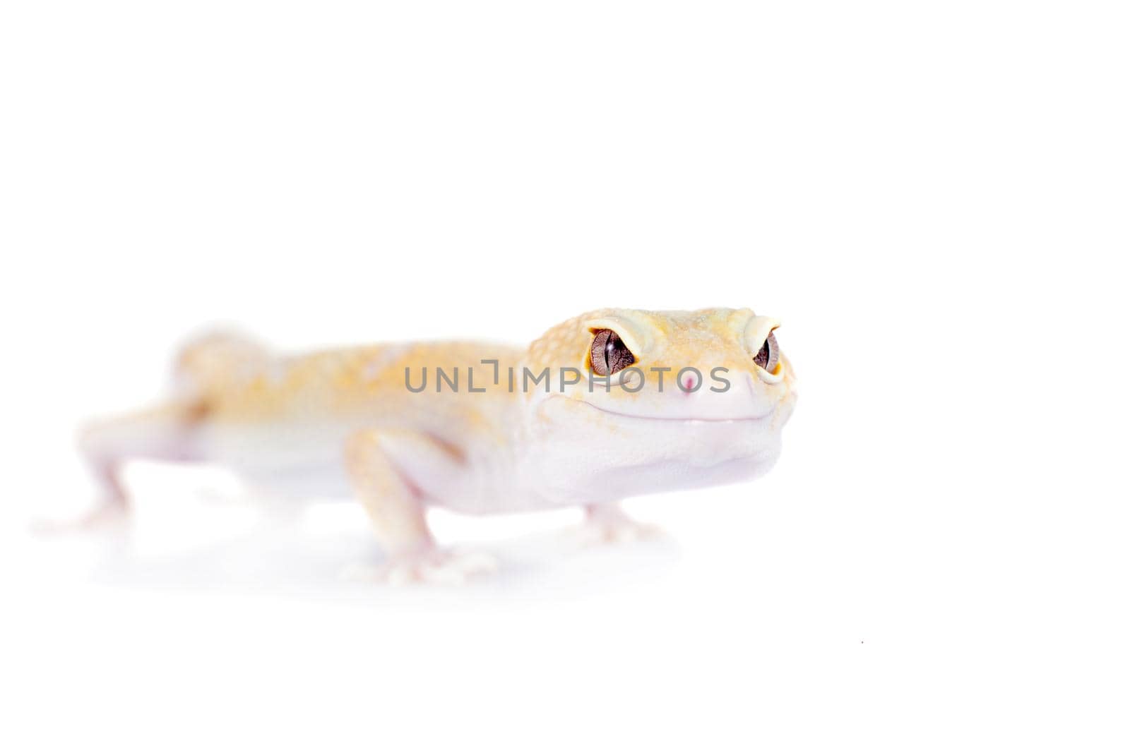 Cute Leopard Gecko on a white background by RosaJay