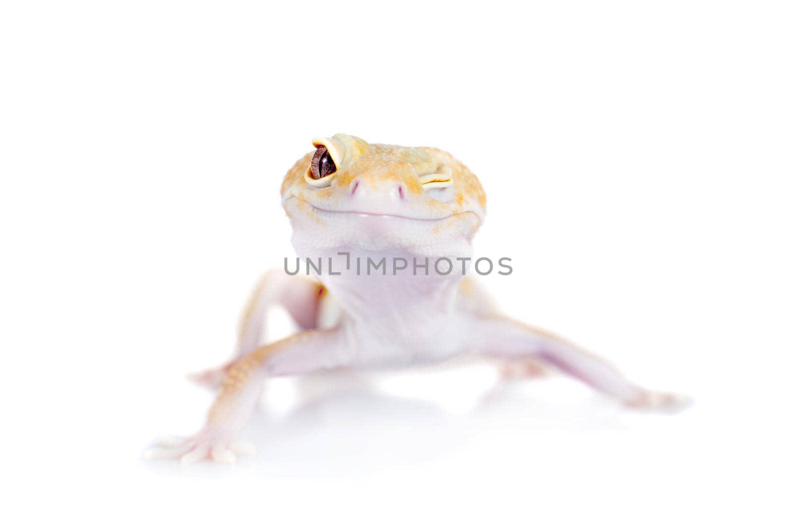 Tangerine Tremper Leopard Gecko on a white background