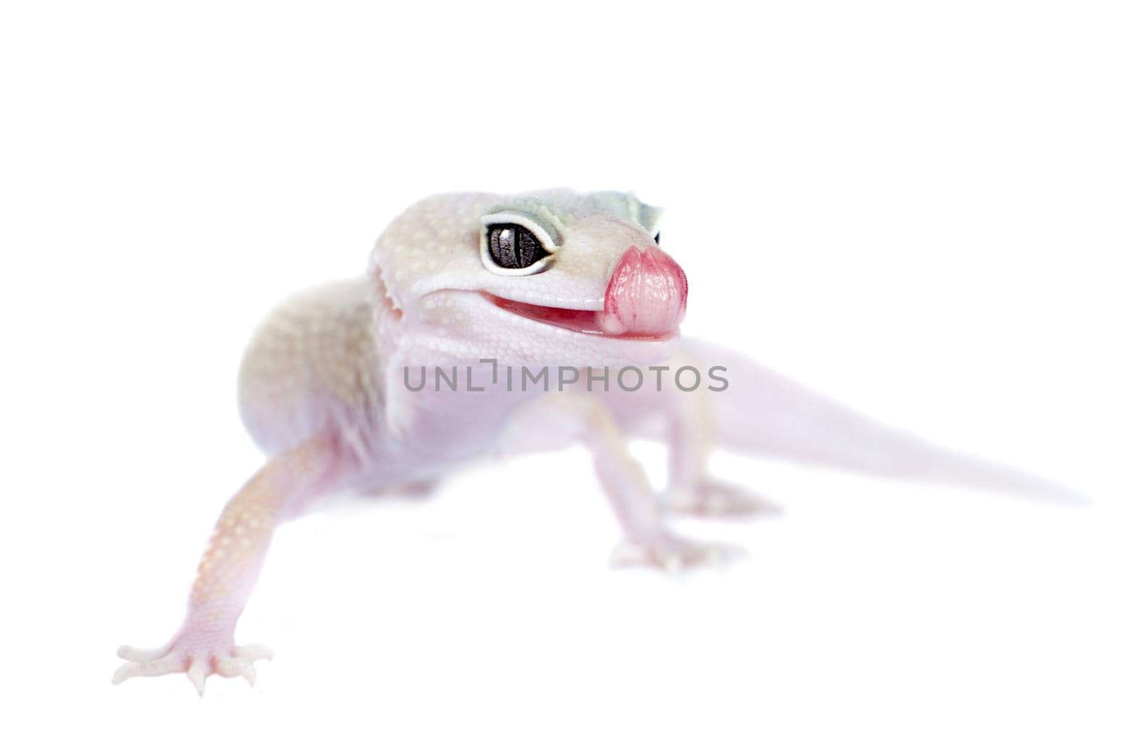 Leopard Gecko with licking itself on a white background by RosaJay