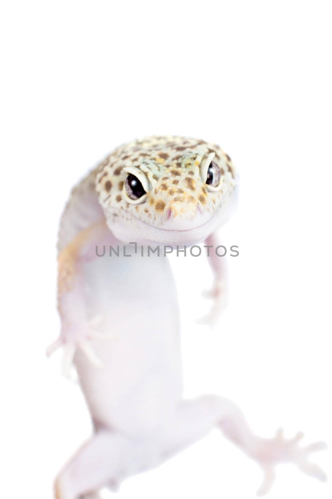 Cute Leopard Gecko on a white background by RosaJay