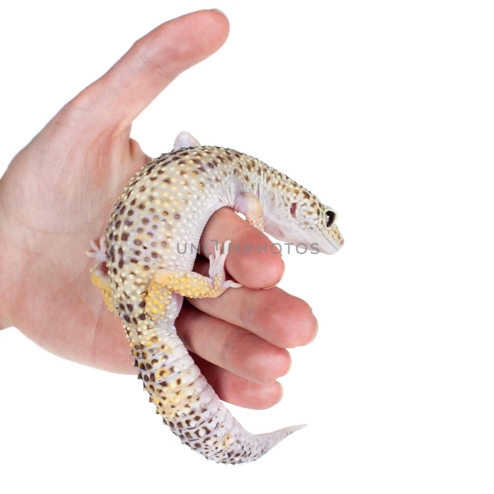 Cute Leopard Gecko on a white background by RosaJay