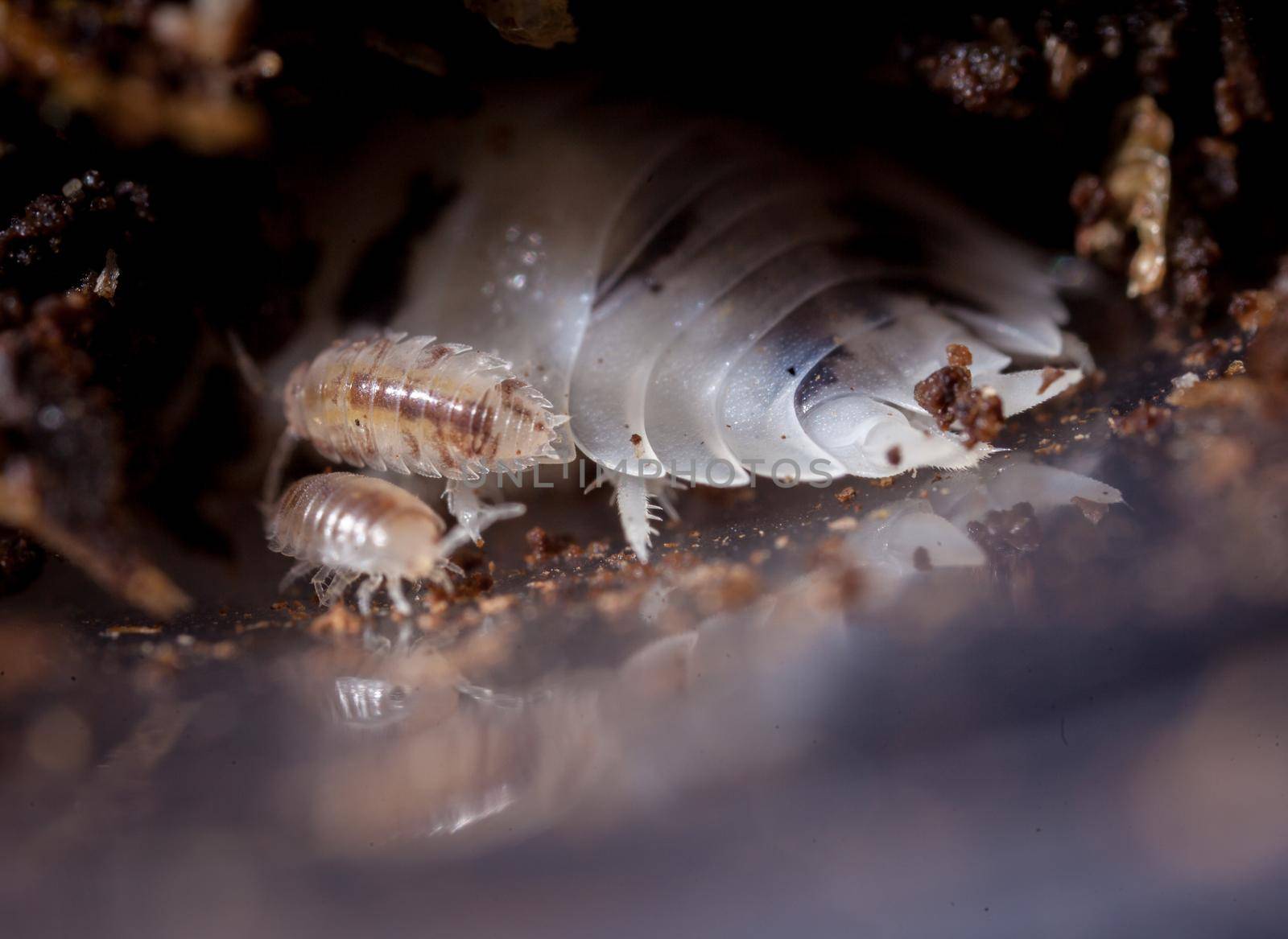 A Porcellio laevis, spotted white woodlouse photohraphed in captivity