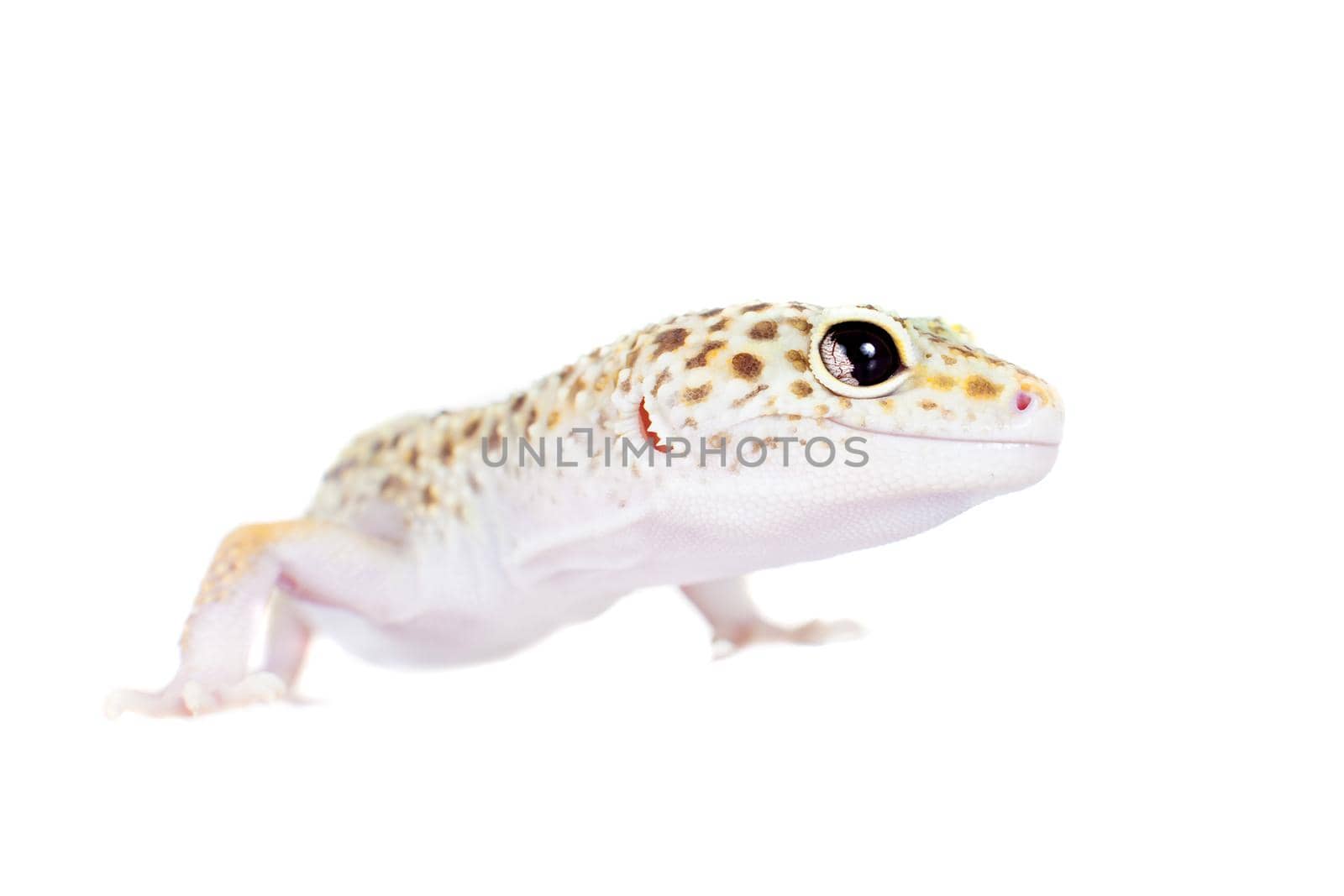 Cute Leopard Gecko on a white background by RosaJay