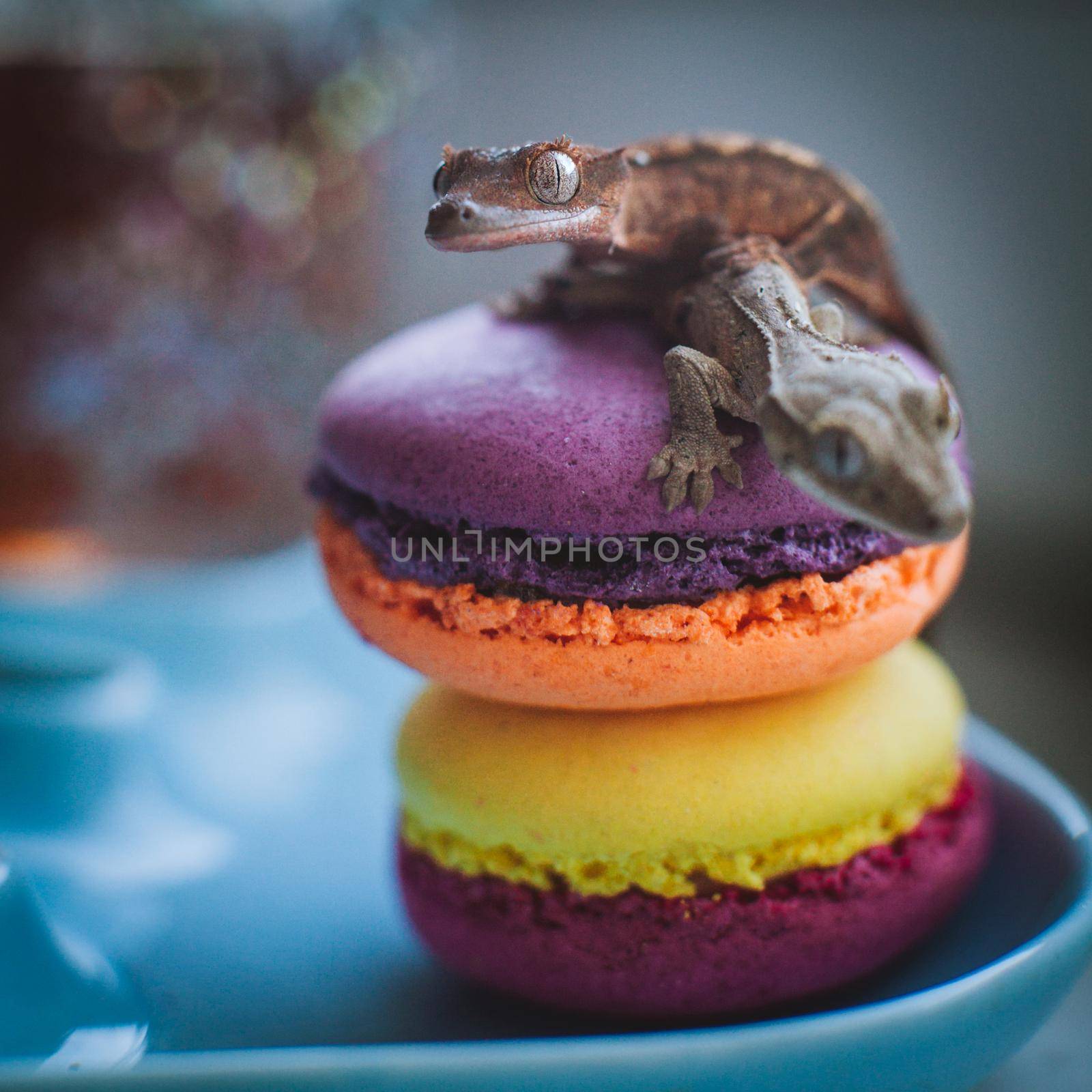 New Caledonian crested gecko, Rhacodactylus ciliatus, on macaroon desserts