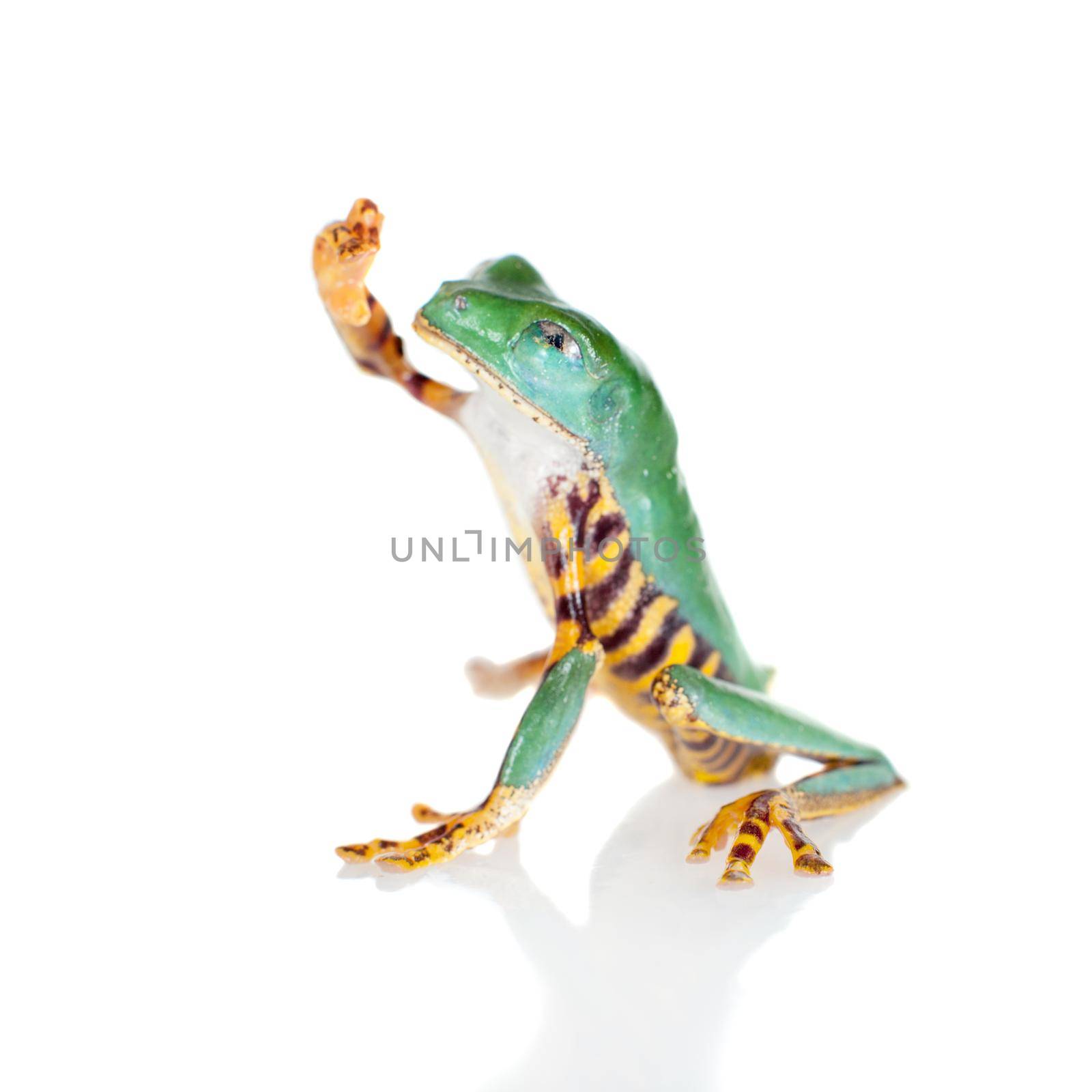 Beautiful barred leaf frog isolated on white by RosaJay