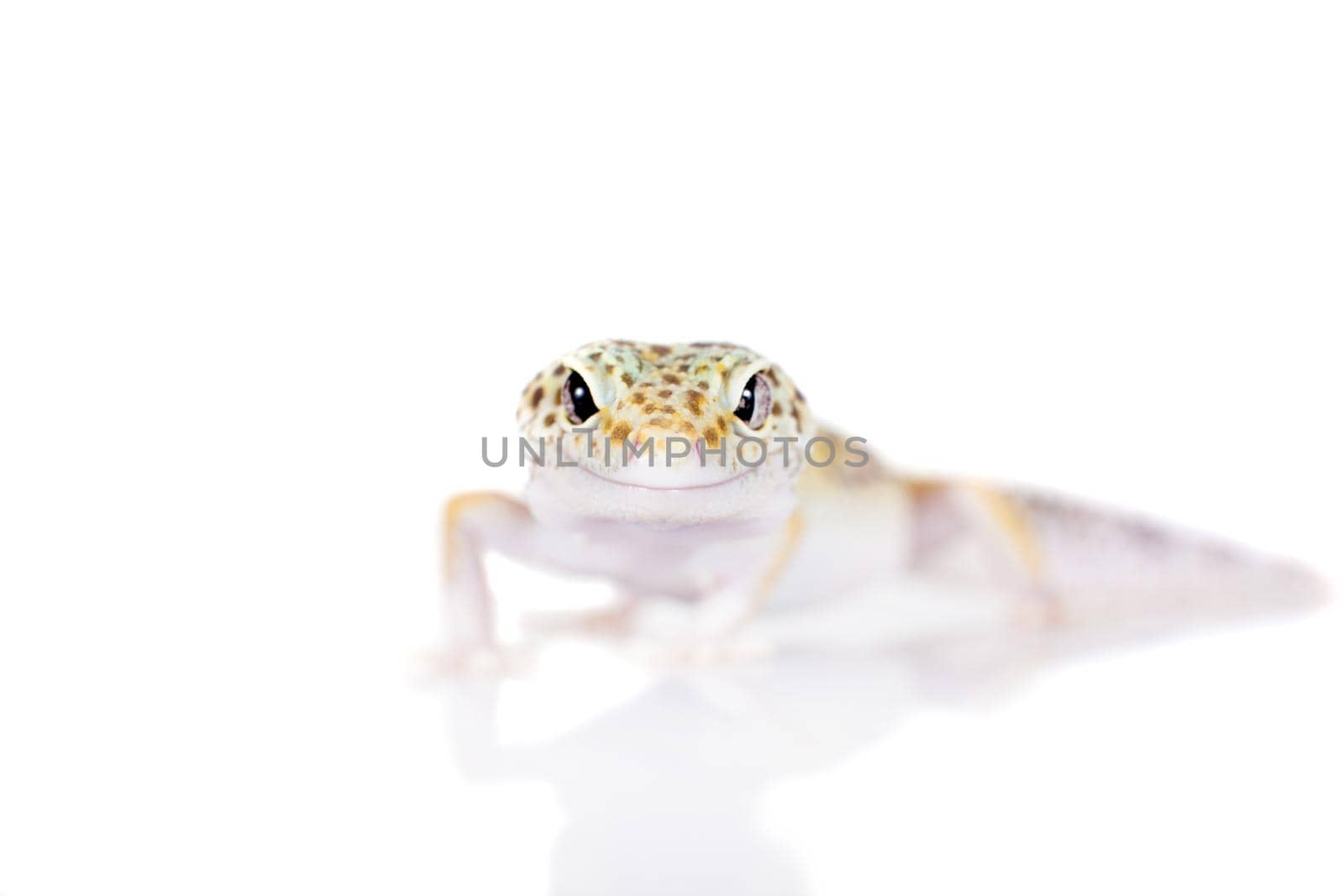 Cute Leopard Gecko on a white background by RosaJay