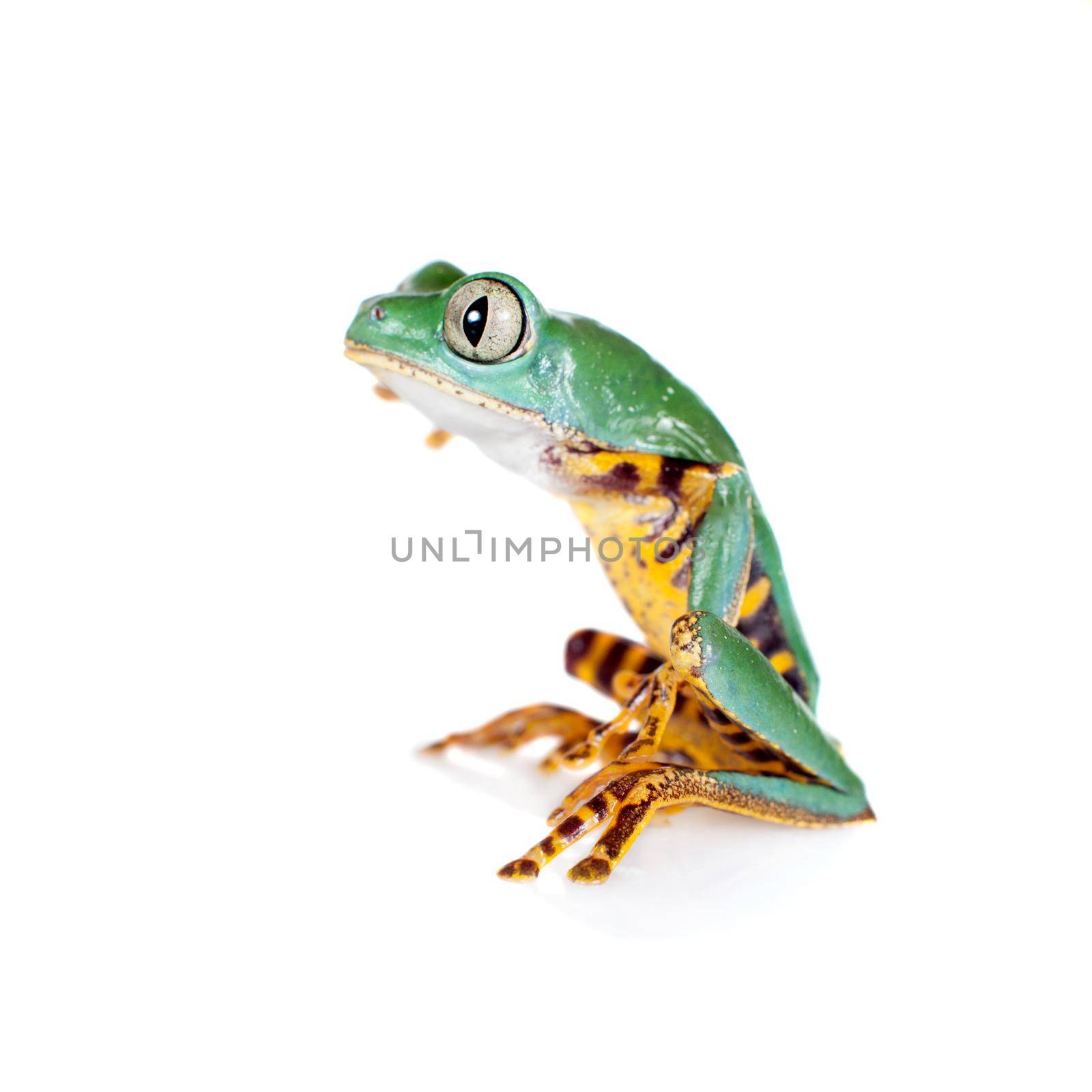 Beautiful barred leaf frog isolated on white by RosaJay