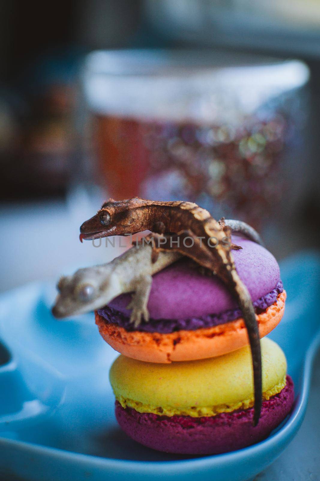 New Caledonian crested gecko on macaroon desserts by RosaJay