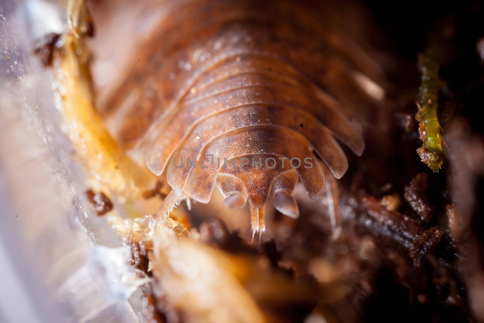 A brown spotted woodlouse Trachelipus mostarensis on hands by RosaJay