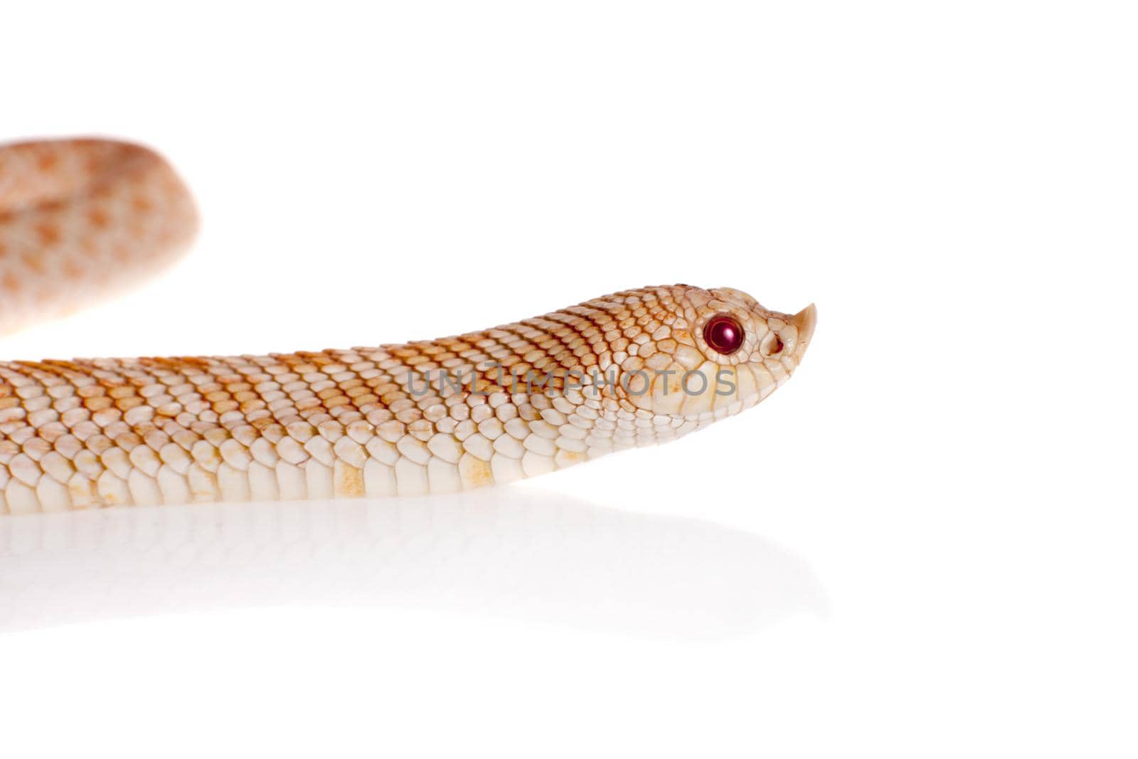 Western hog-nosed snake, Heterodon nasicus against white background by RosaJay