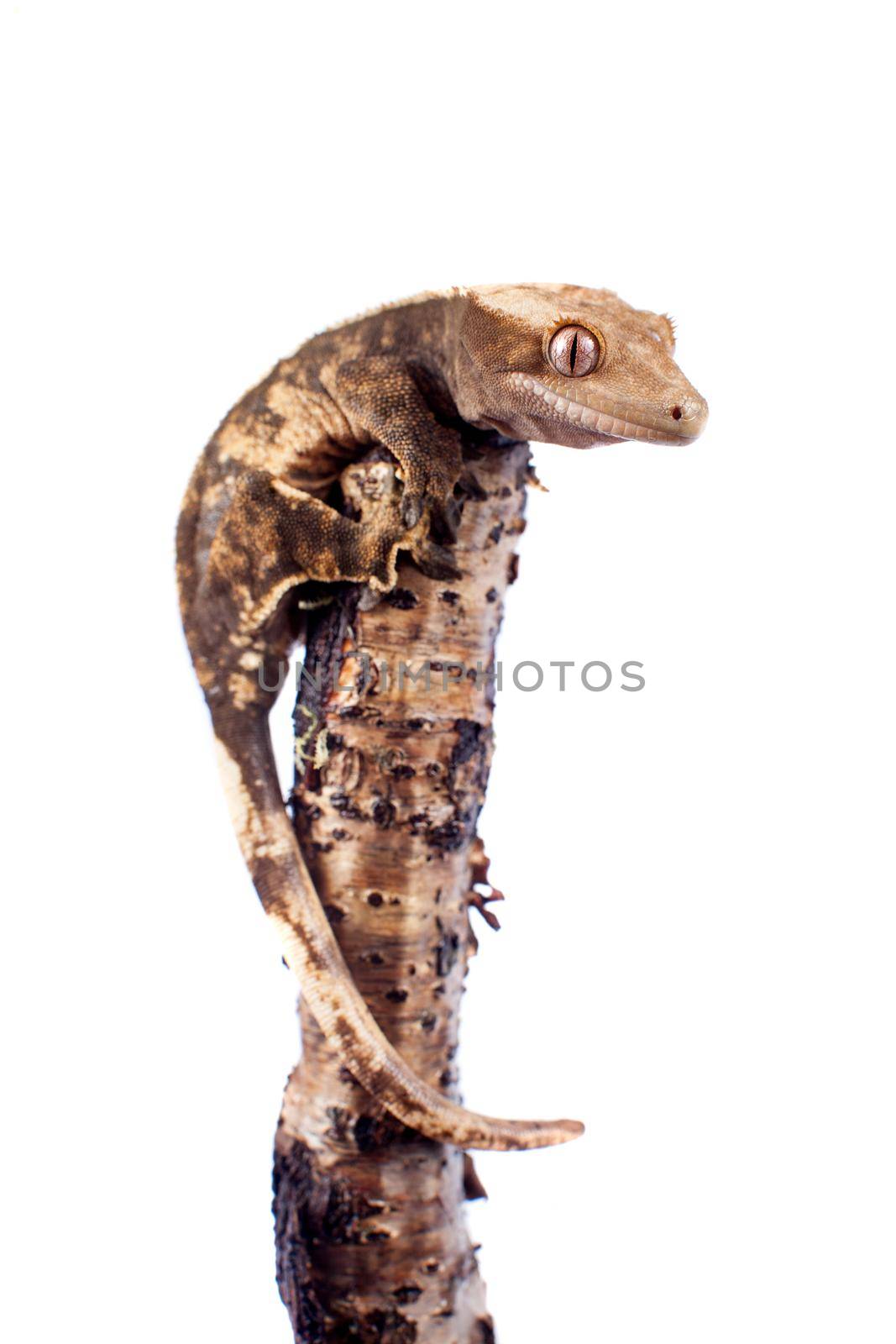 New Caledonian crested gecko, Rhacodactylus ciliatus, isolated on white