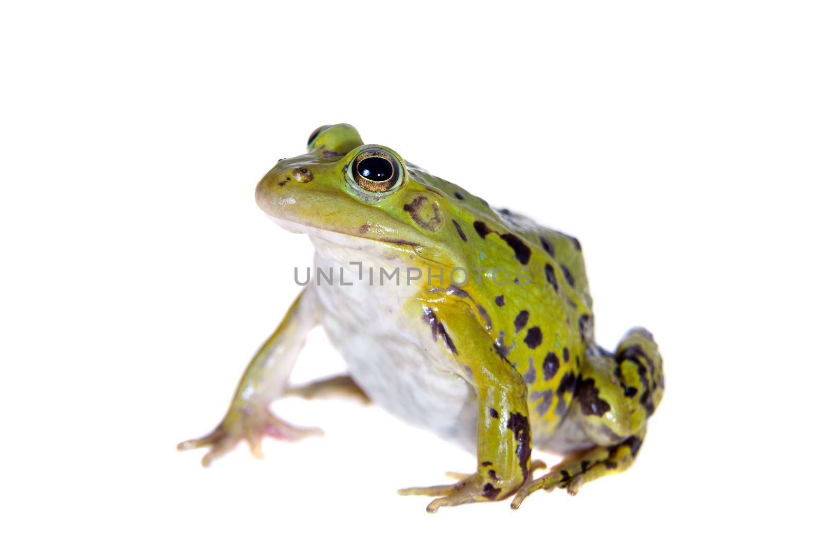 Pool frog isolated on white background, Pelophylax lessonae