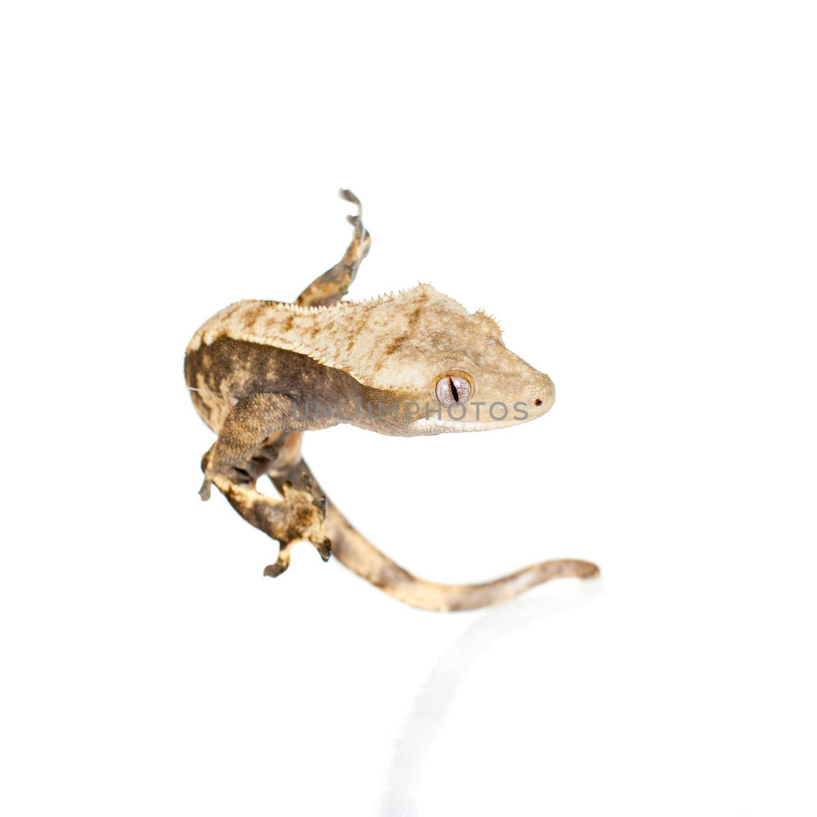 New Caledonian crested gecko isolated on white by RosaJay