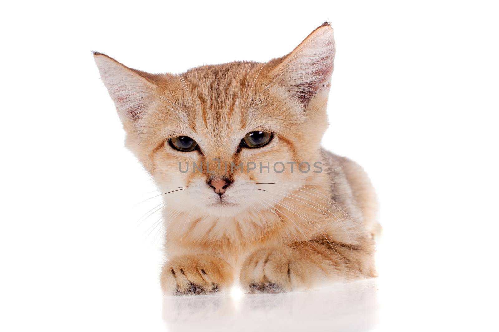 Sand cat, Felis margarita, isolated on white background
