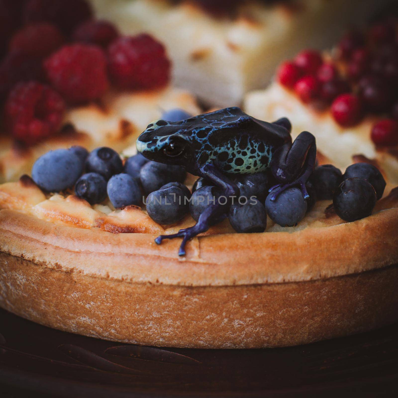 Robertus dyeing poison dart frog, Dendrobates tinctorius, Red-eyed tree frog homemade cheesecake Pie with berries On Wooden Background