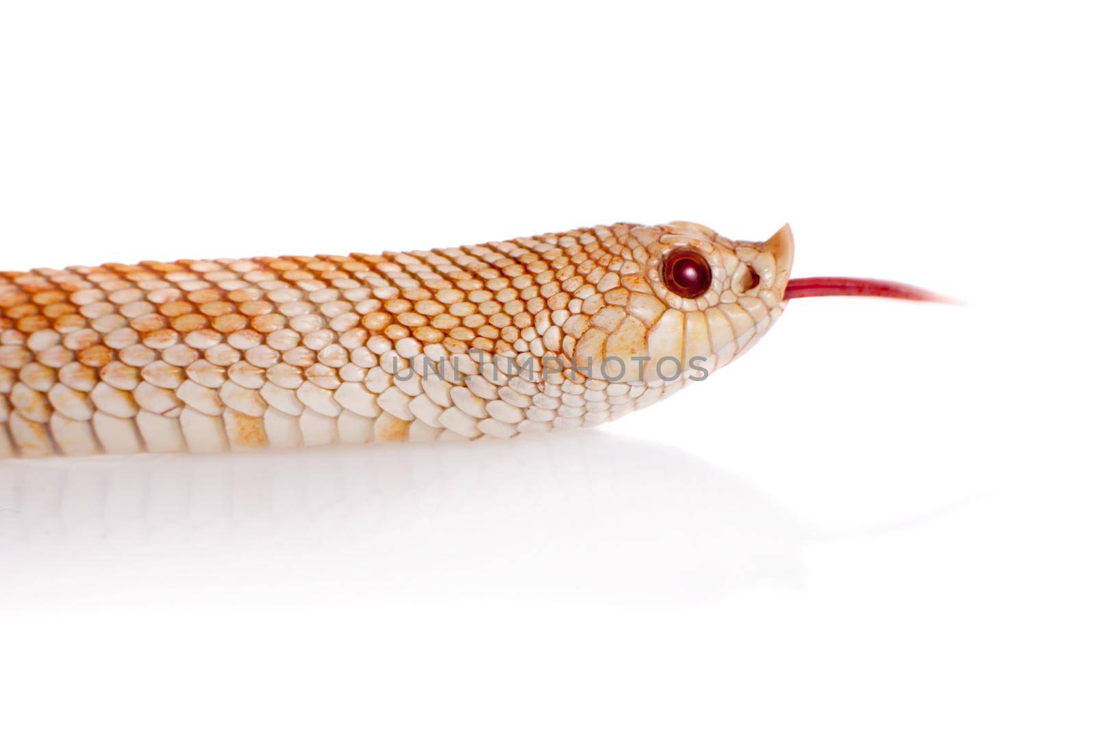 Western hog-nosed snake, Heterodon nasicus isolated on white background