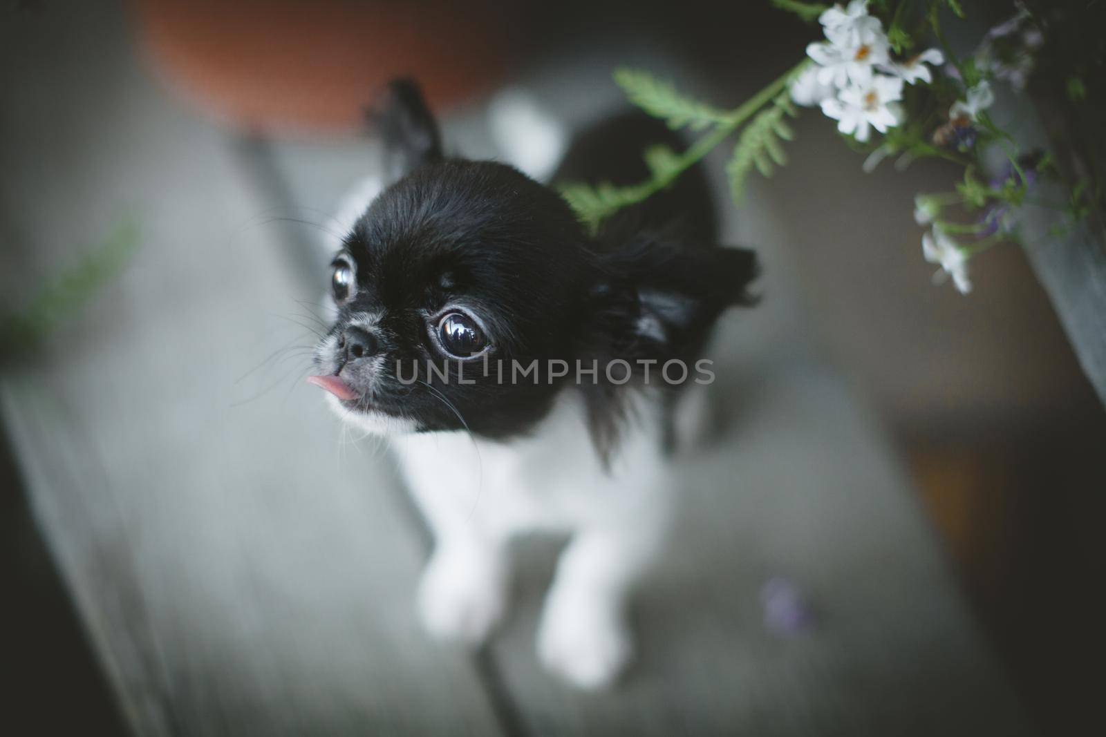 Pretty Chihuahua puppy, 2 months old with flowers