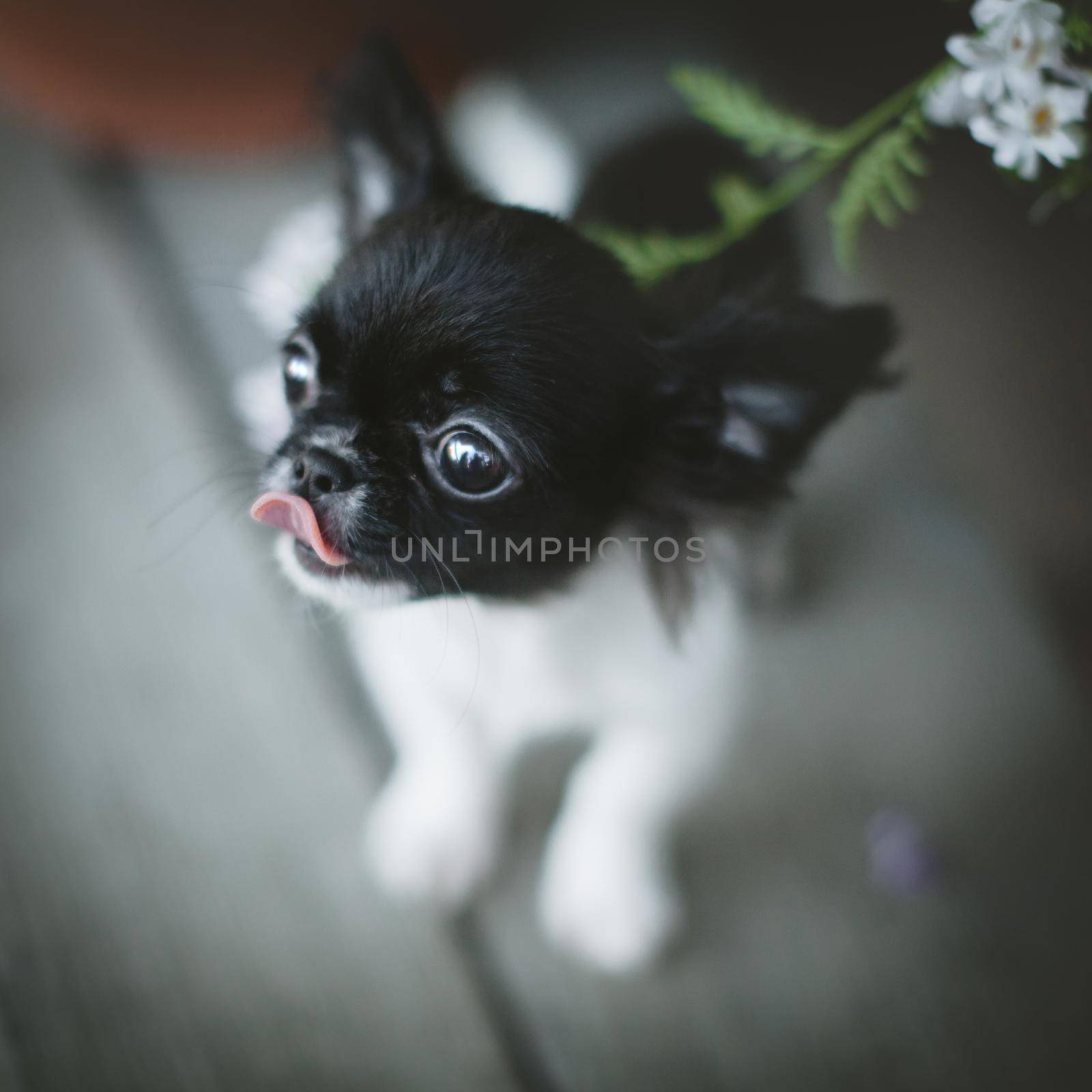 Pretty Chihuahua puppy, 2 months old with flowers