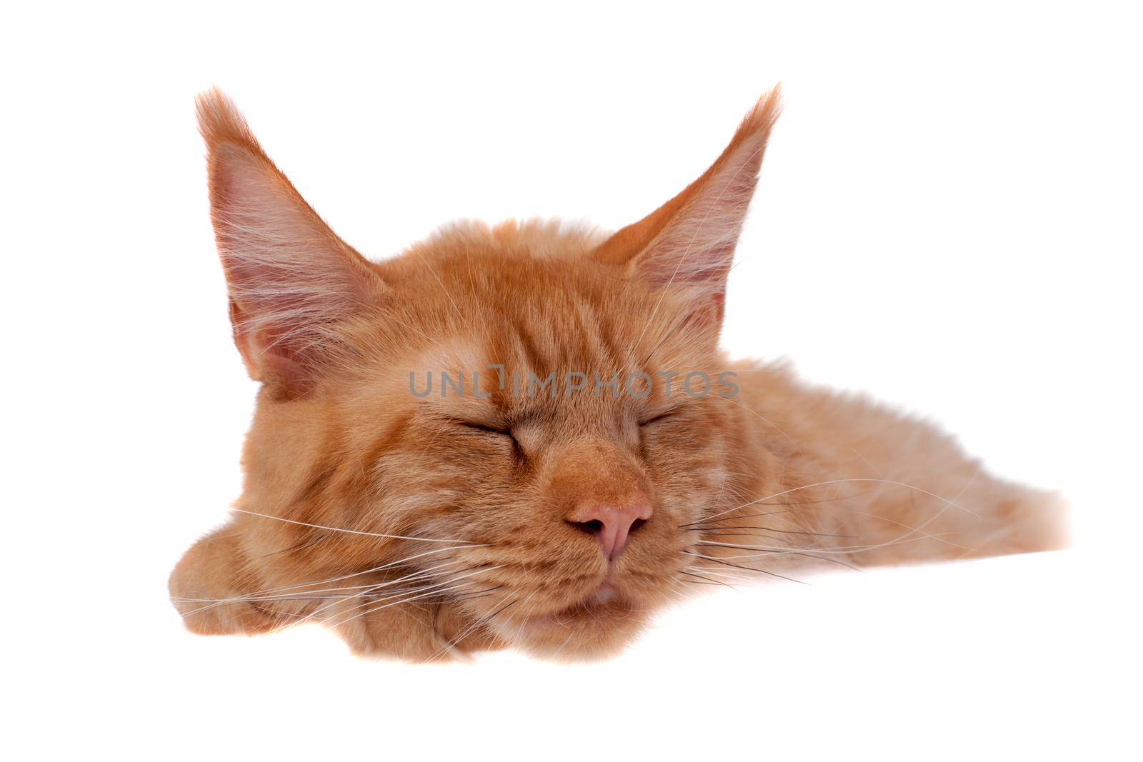 Red Maine Coon cat isolated on white by RosaJay