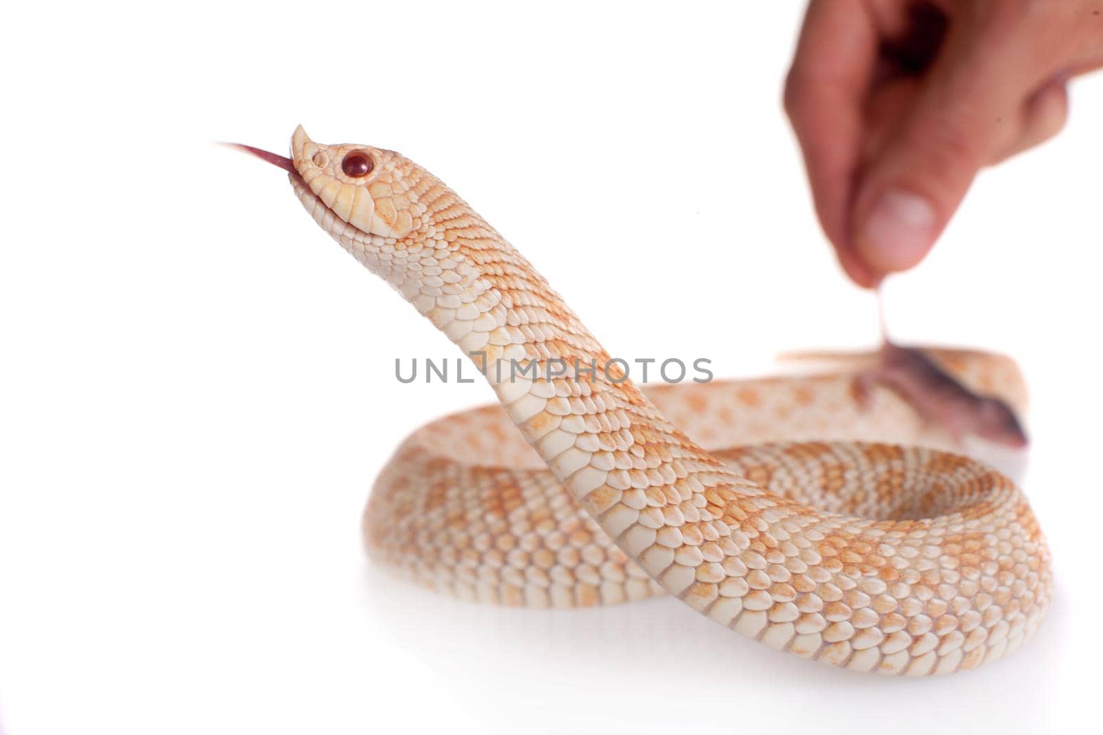 Western hog-nosed snake, Heterodon nasicus against white background by RosaJay